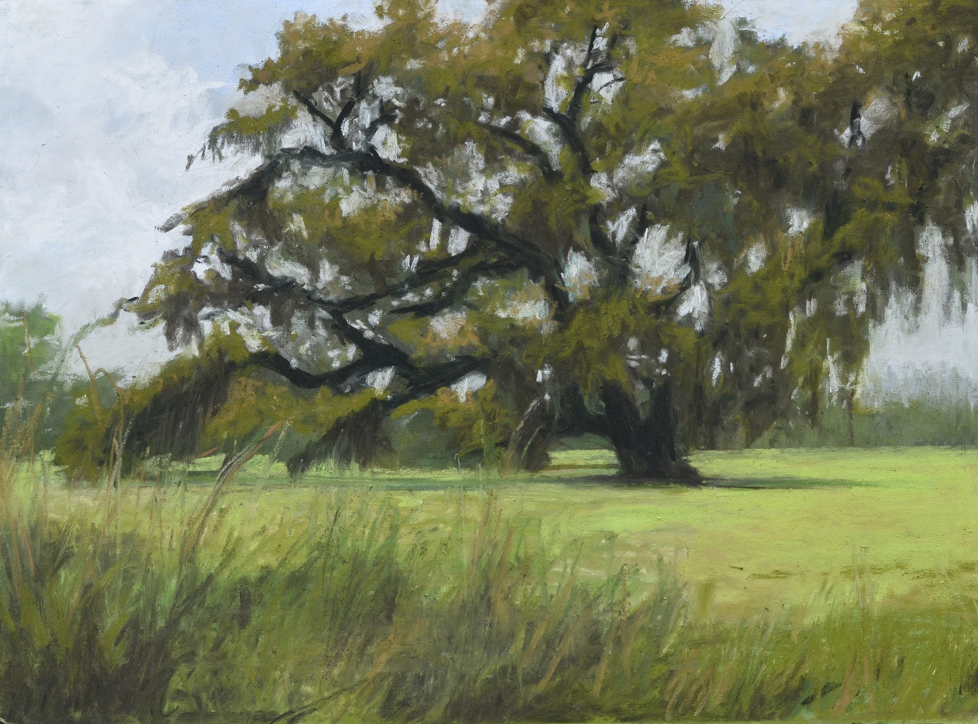 Old Oak by Mary Monk