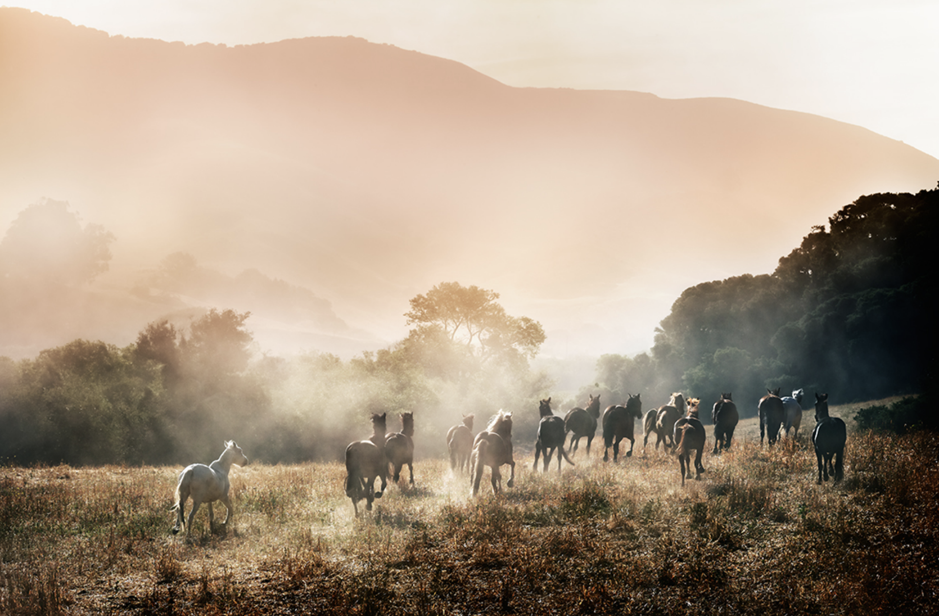 horses in paradise by David Drebin
