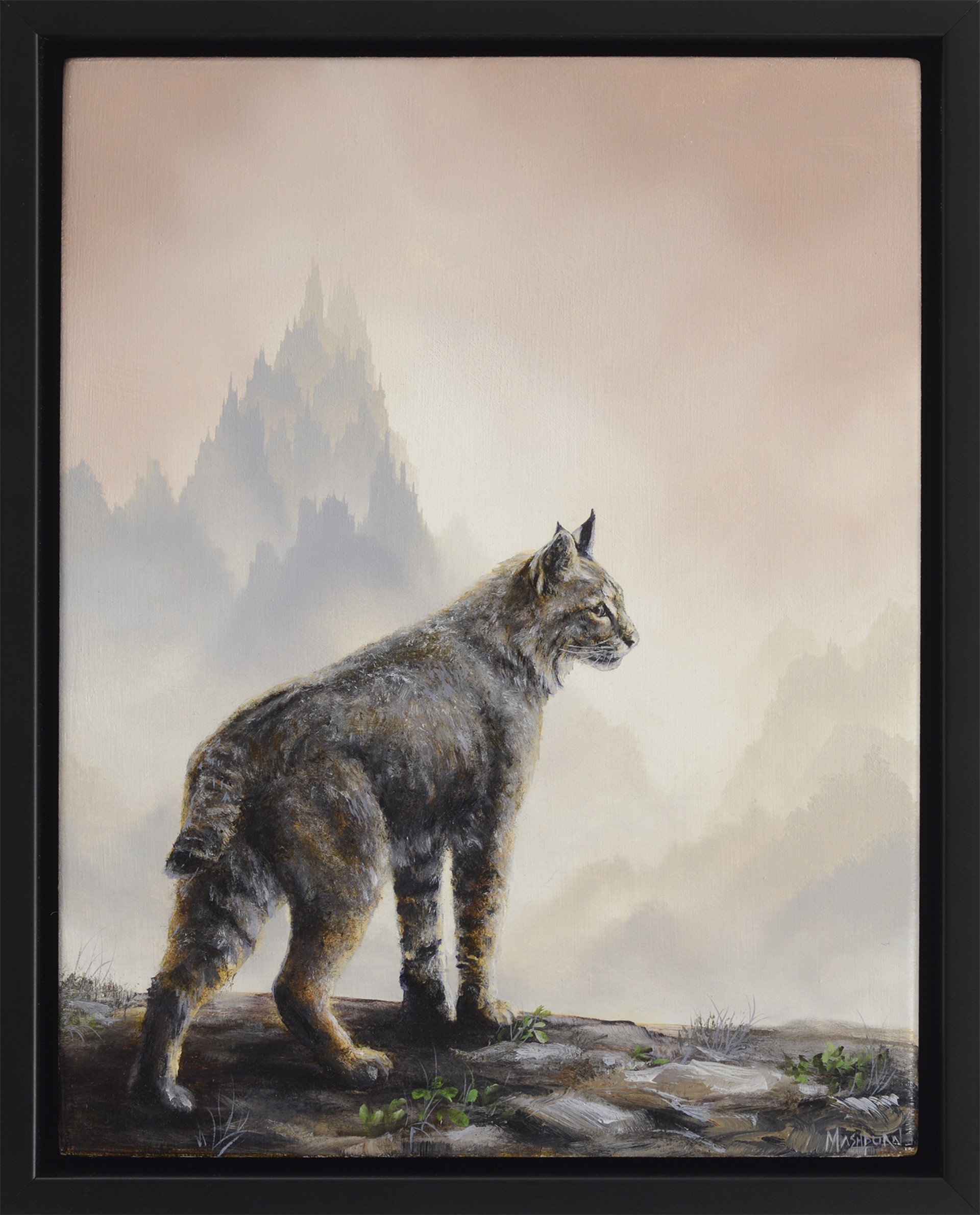 Bobcat by Brian Mashburn