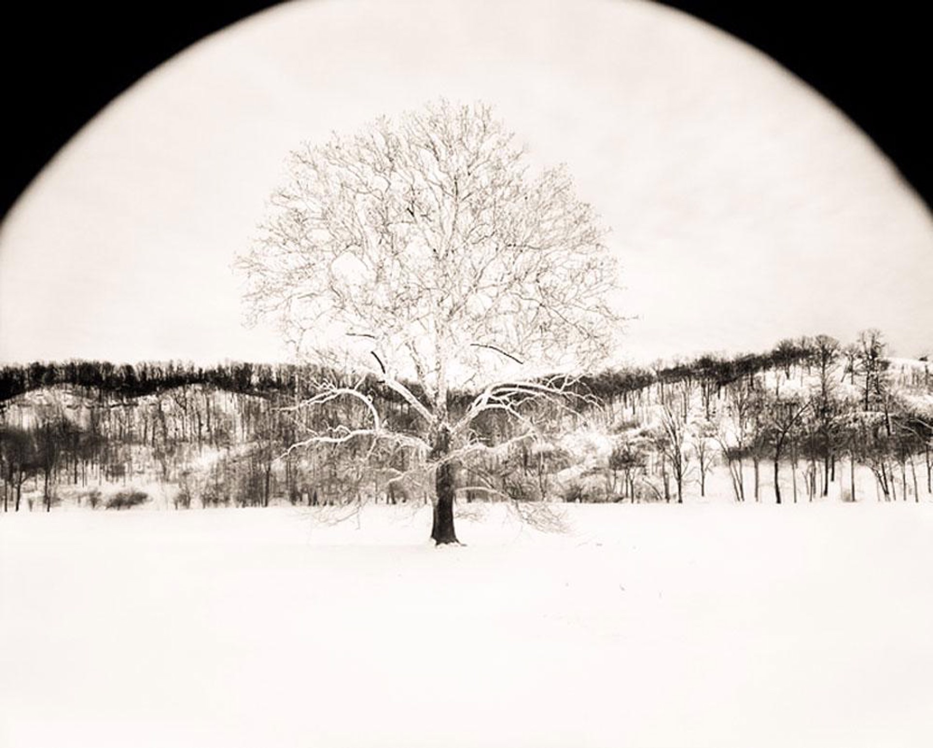 (#388) Sycamore in Winter, Tree of Life by Frank Hunter
