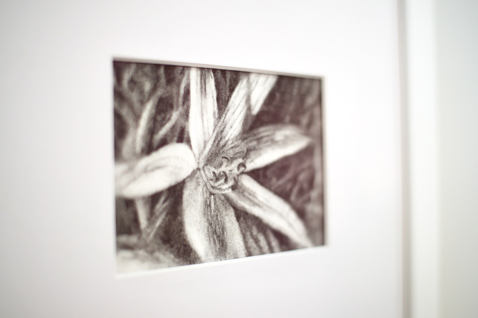 Lily In July by Jeanette Louise