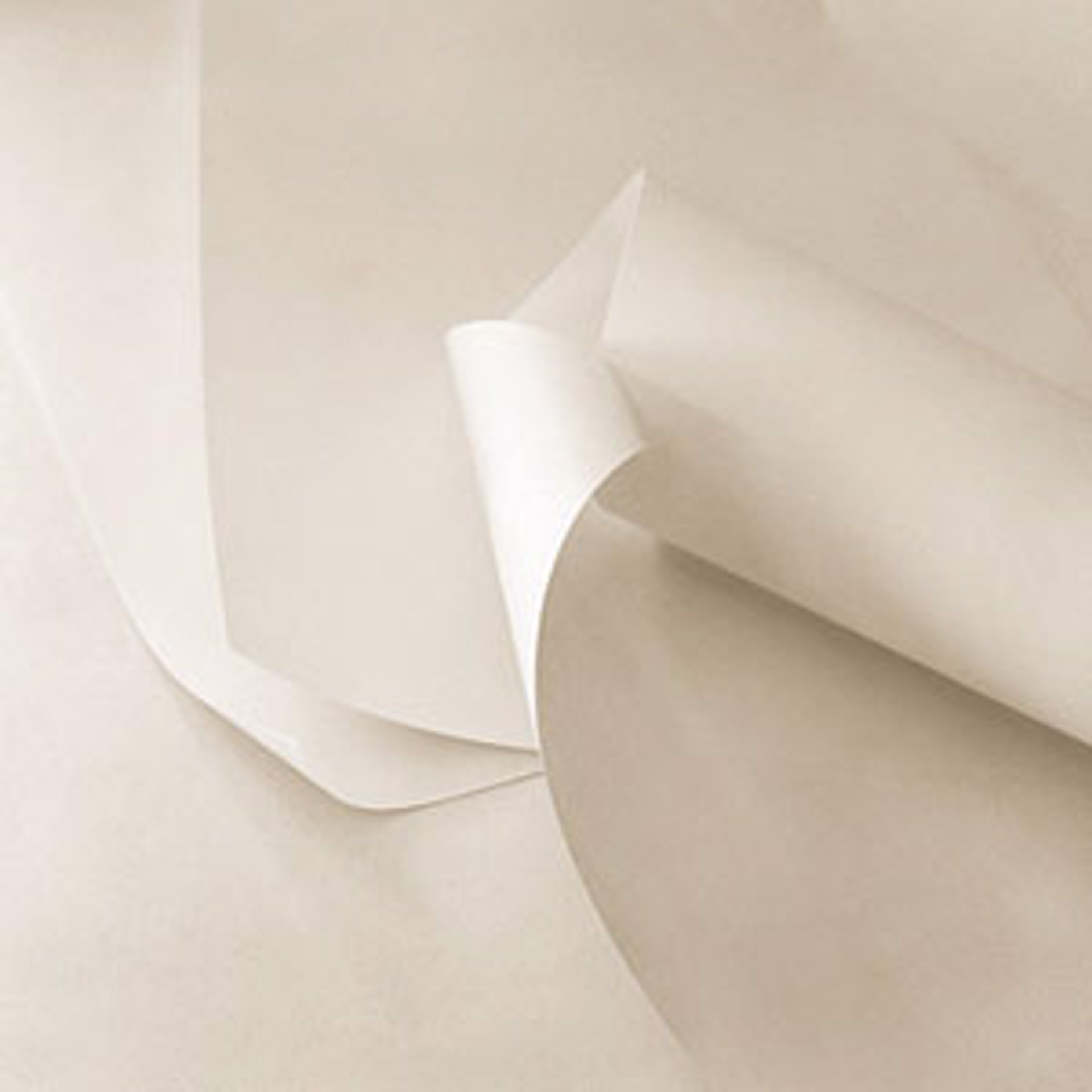 Paper White by Andrew Sovjani