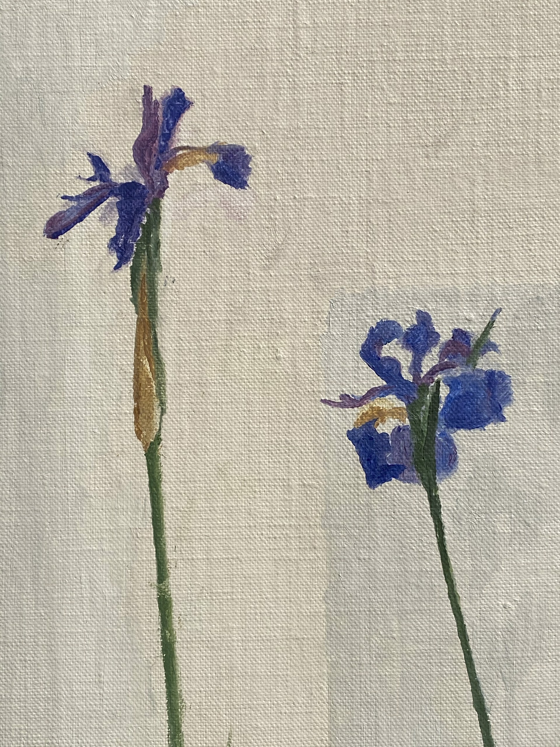Charlotte Verity's oil painting of three European Iris blossoms on stems, arranged parallel