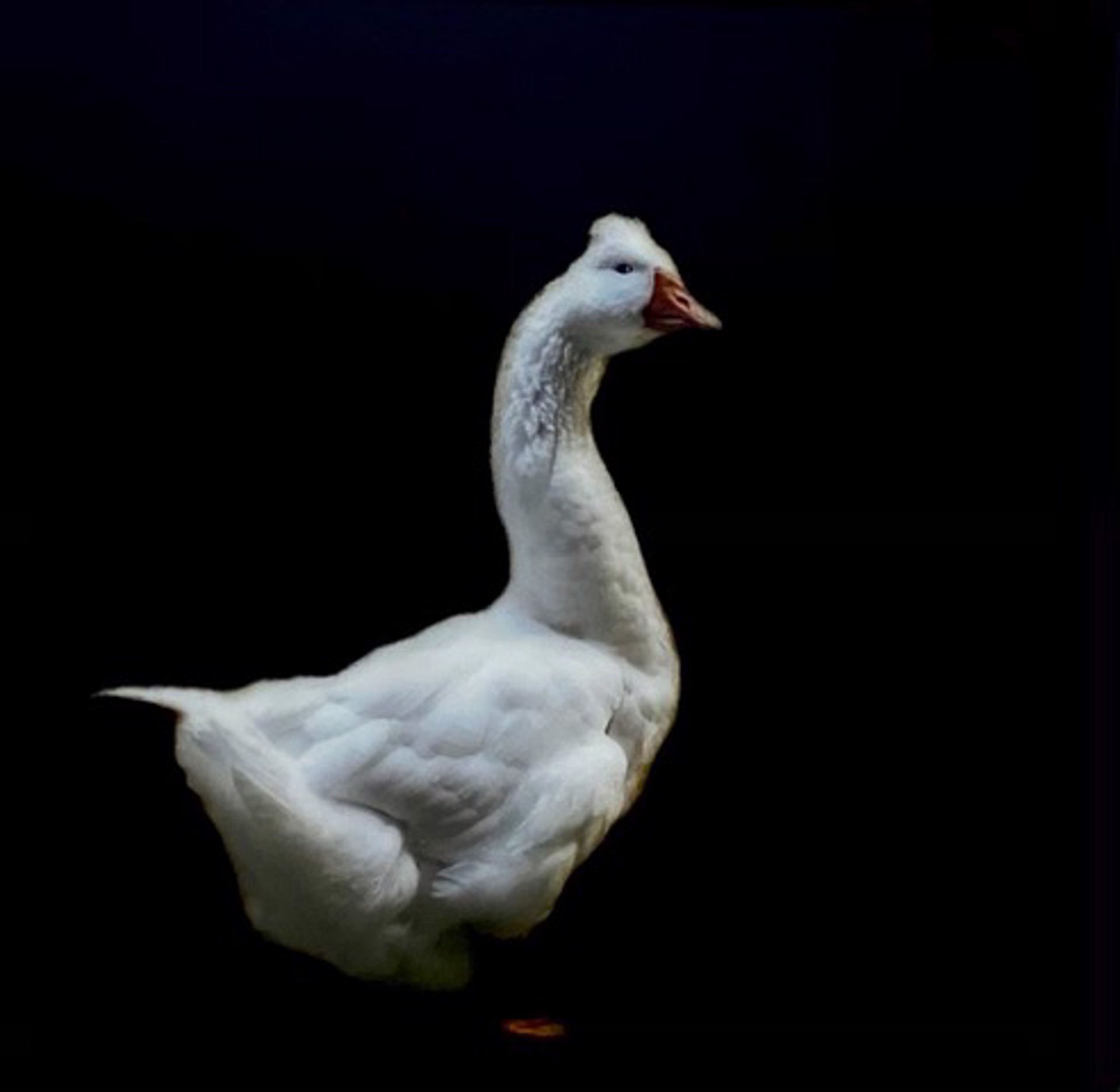 Loosey Goosey by Dawne Raulet