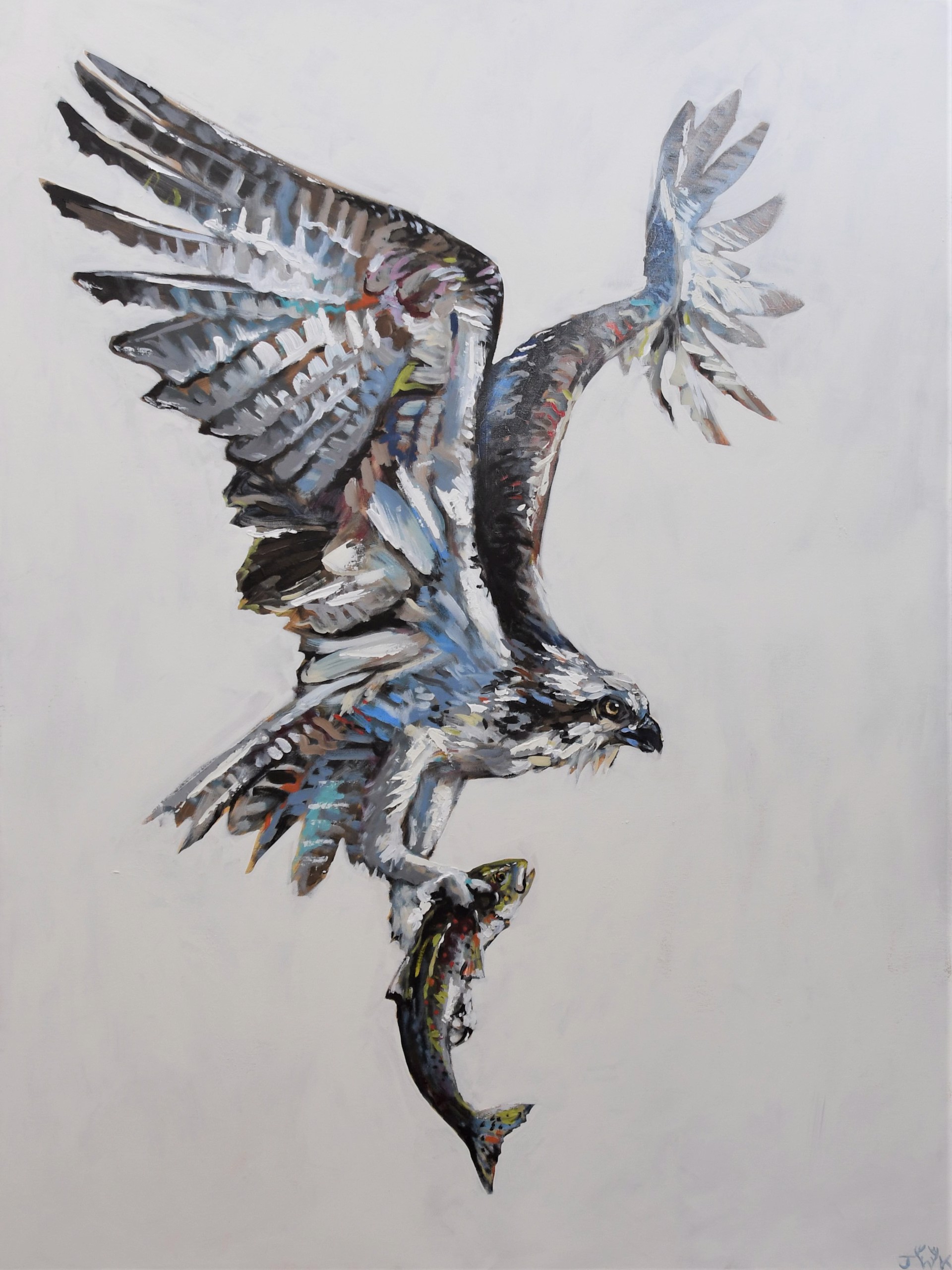 Osprey with Trout by Jared Knox