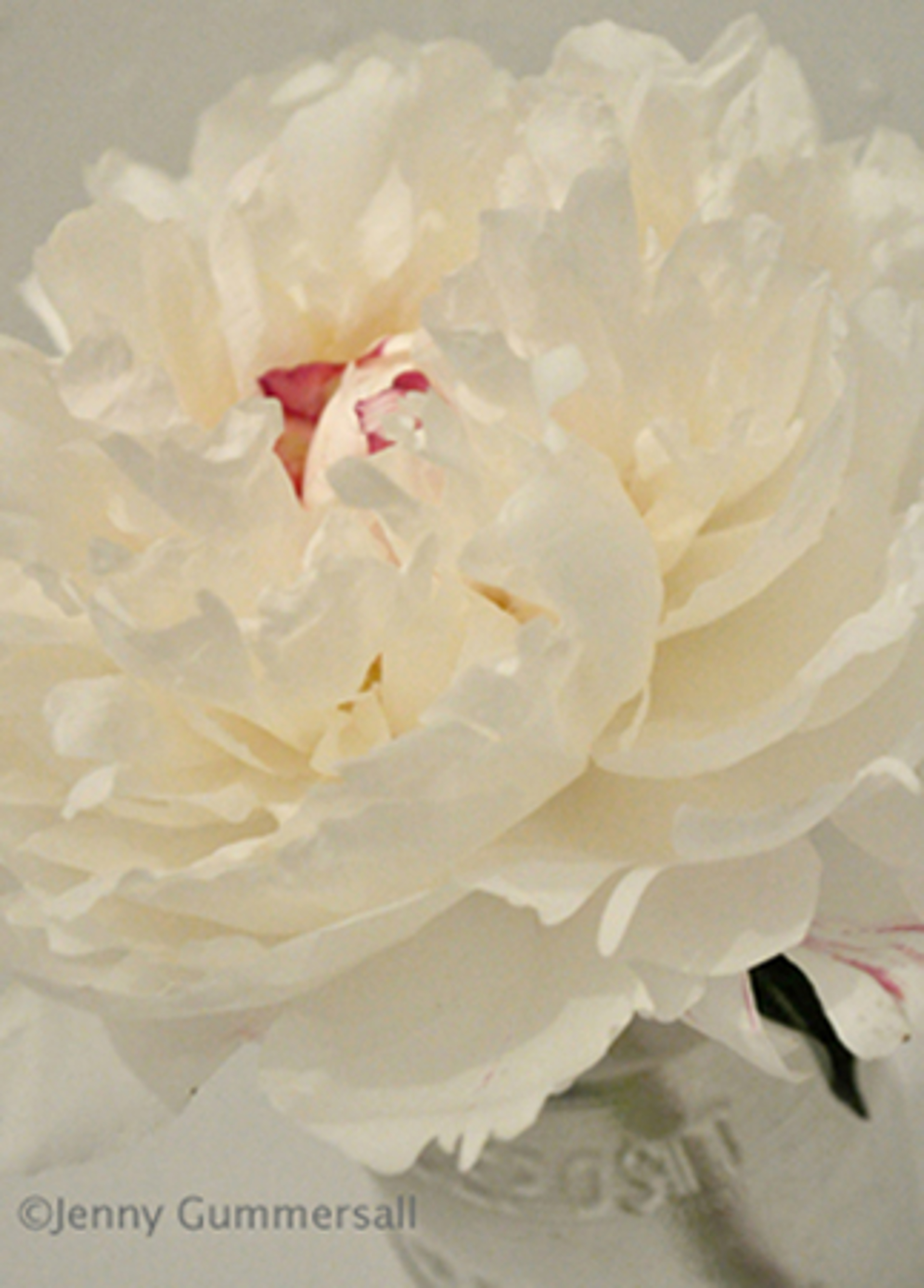 White Peony_011 by Jenny Gummersall