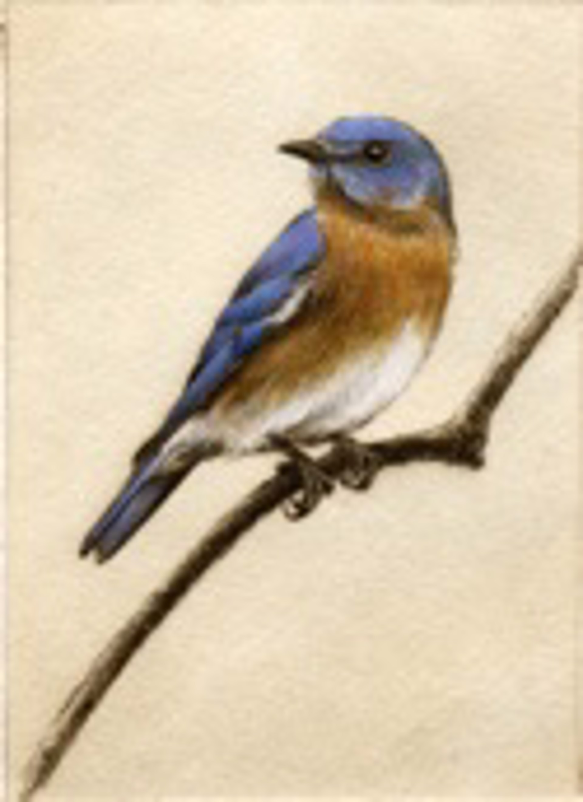 Bluebird - unframed, #96/100 by Melanie Fain