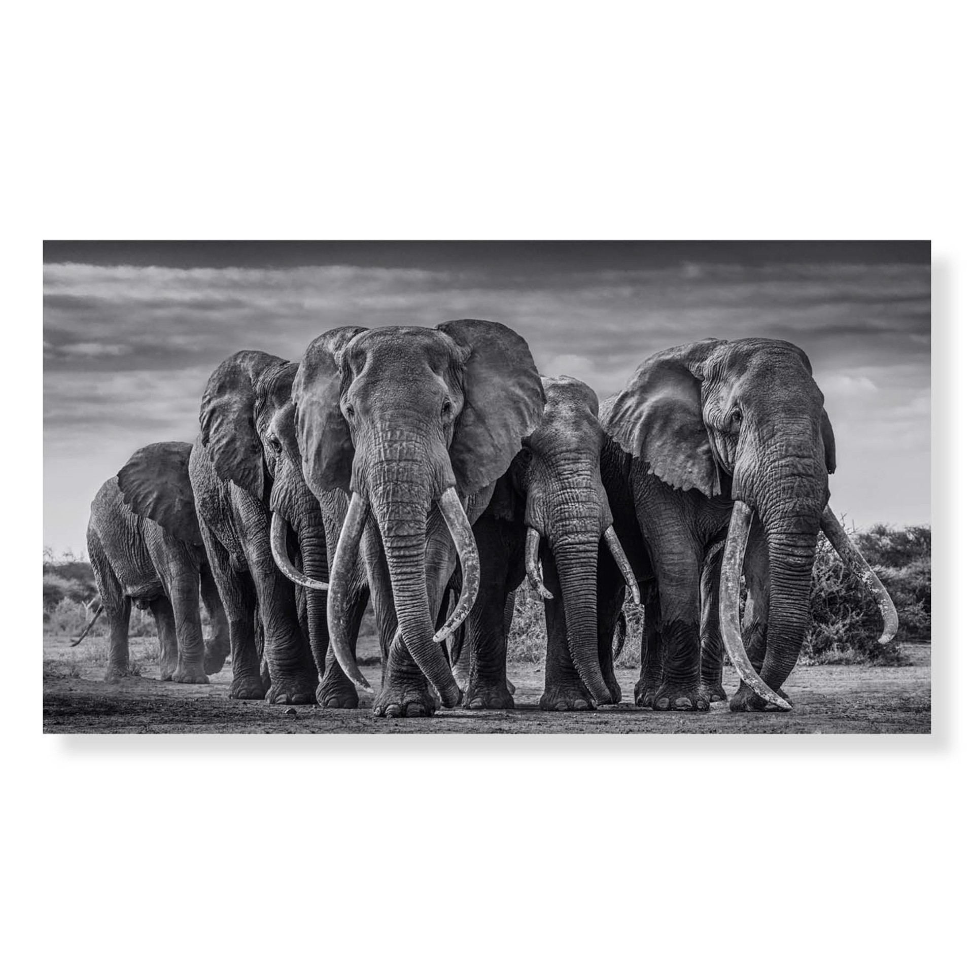 The Pack by David Yarrow