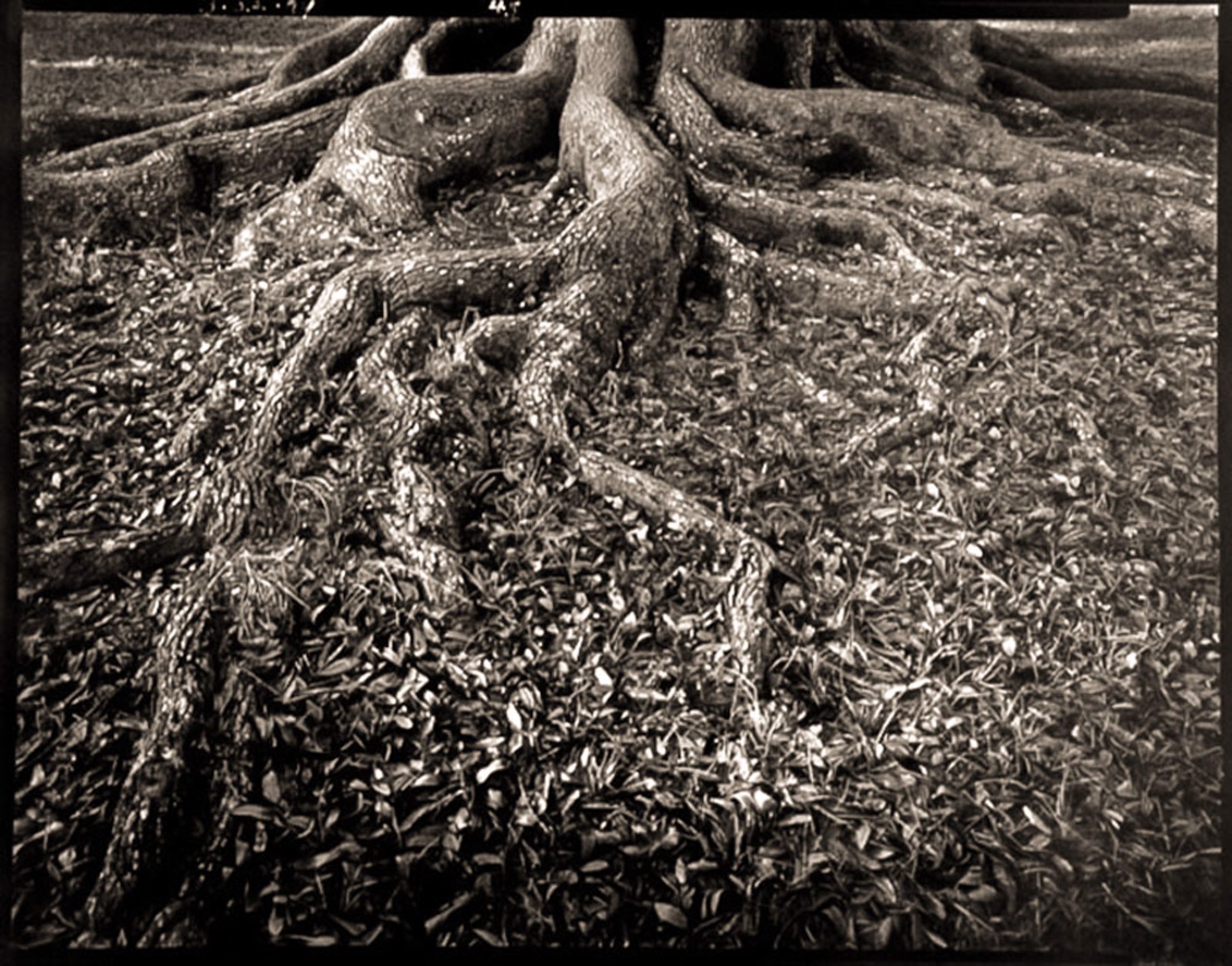Tree Roots Middeton Place  Plantation, SC (1/21) by Frank Hunter