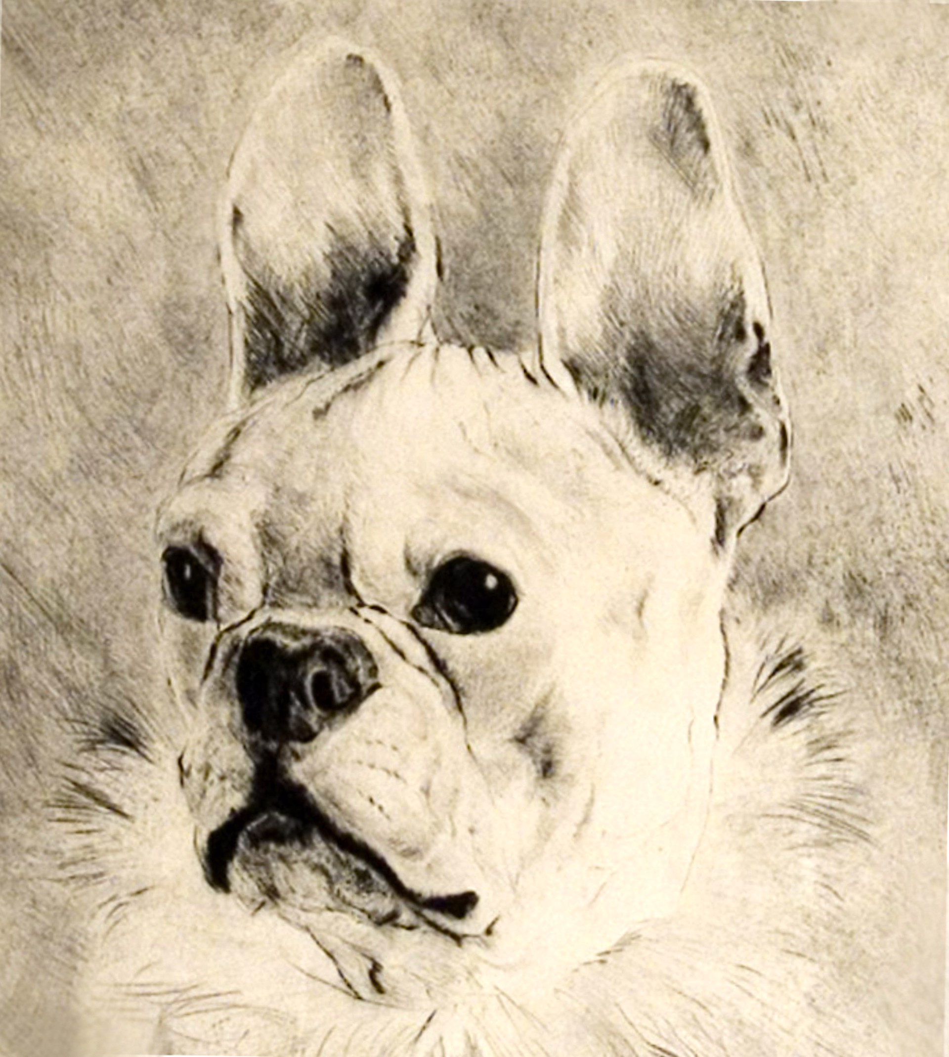 French Bulldog by Kurt Meyer-Eberhardt