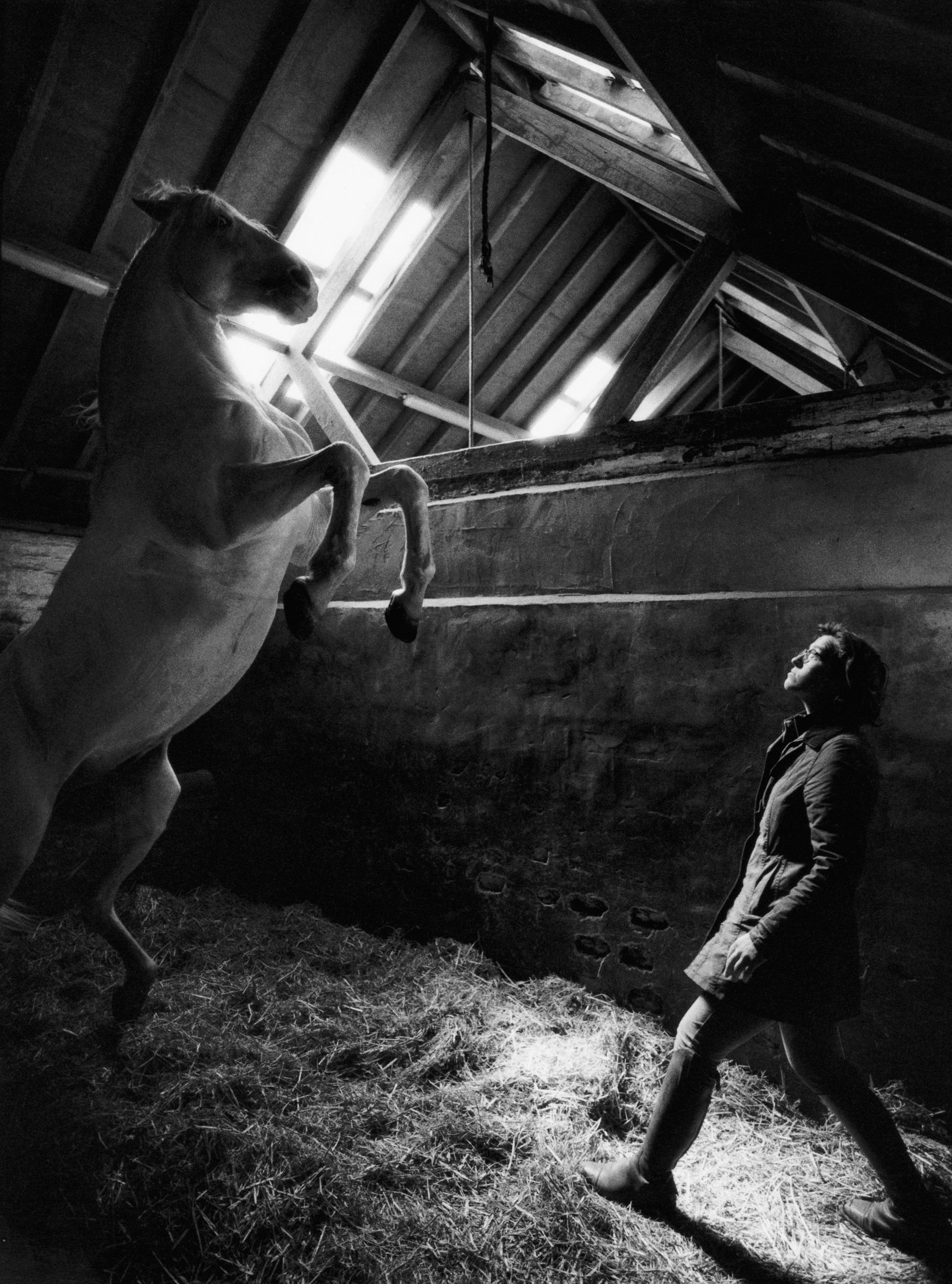 Horse Master by Constance Jaeggi