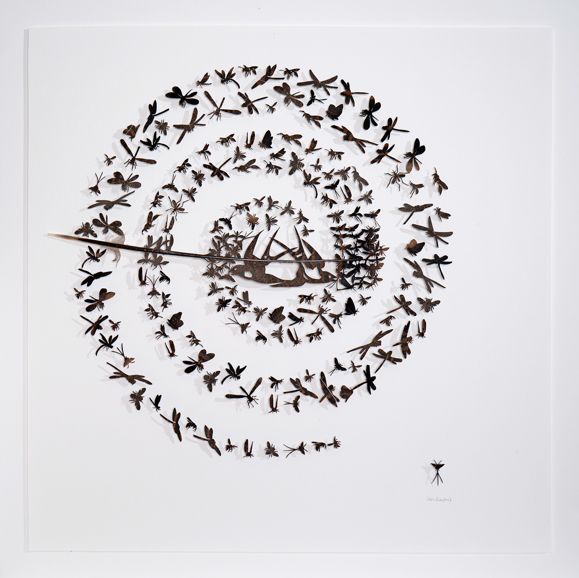 Swallow Koru by Chris Maynard