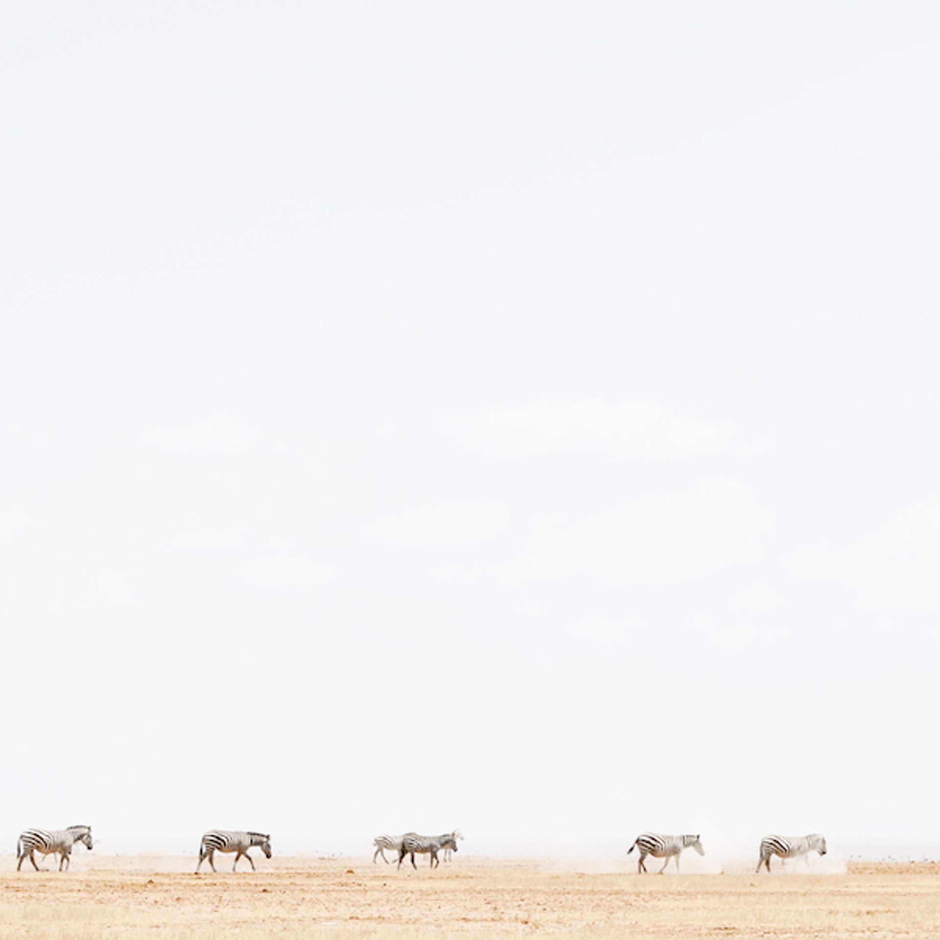 Zebra in Dust by Tess Atkinson