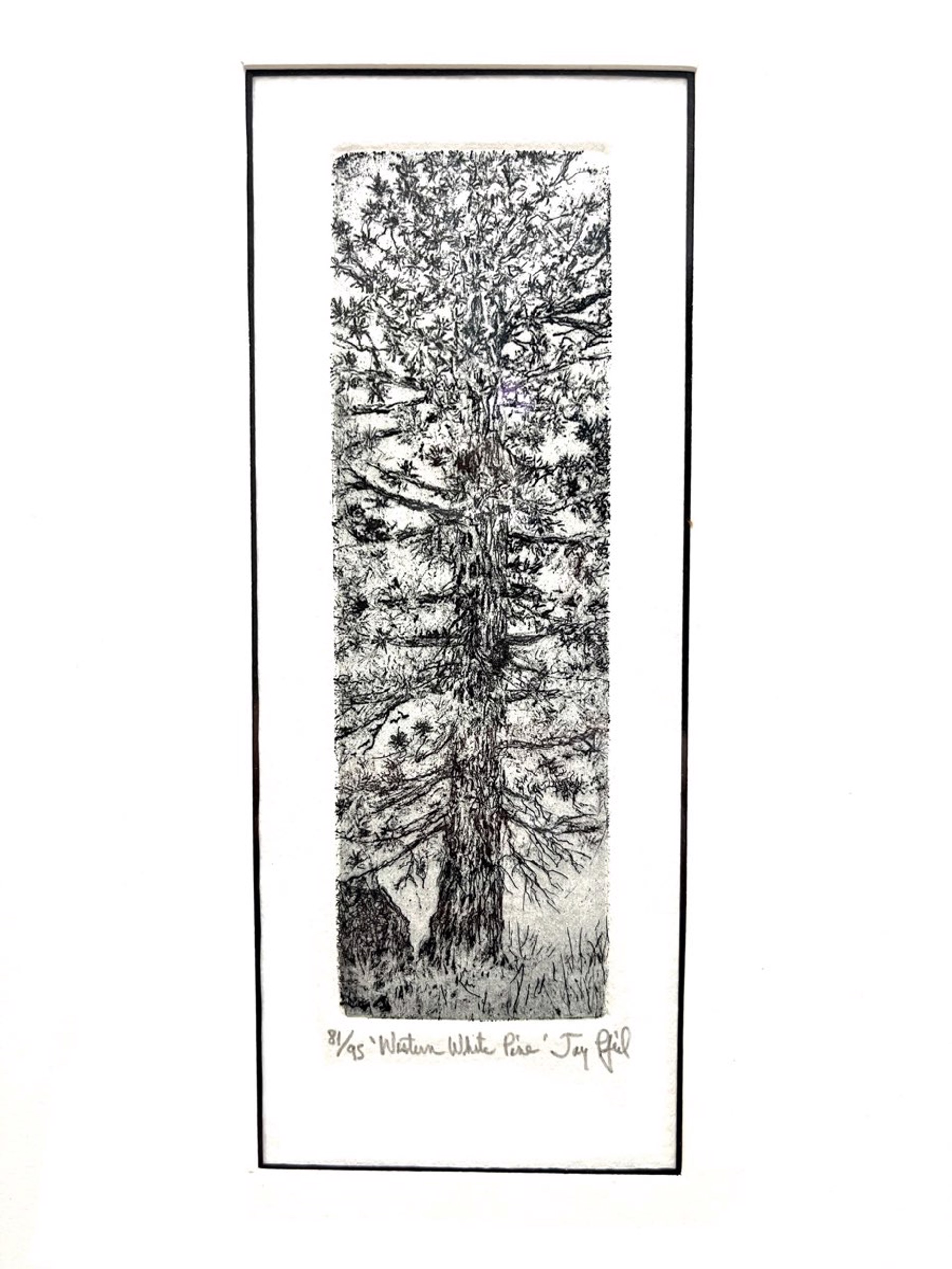 Western White Pine (81/95) by Jay Pfeil