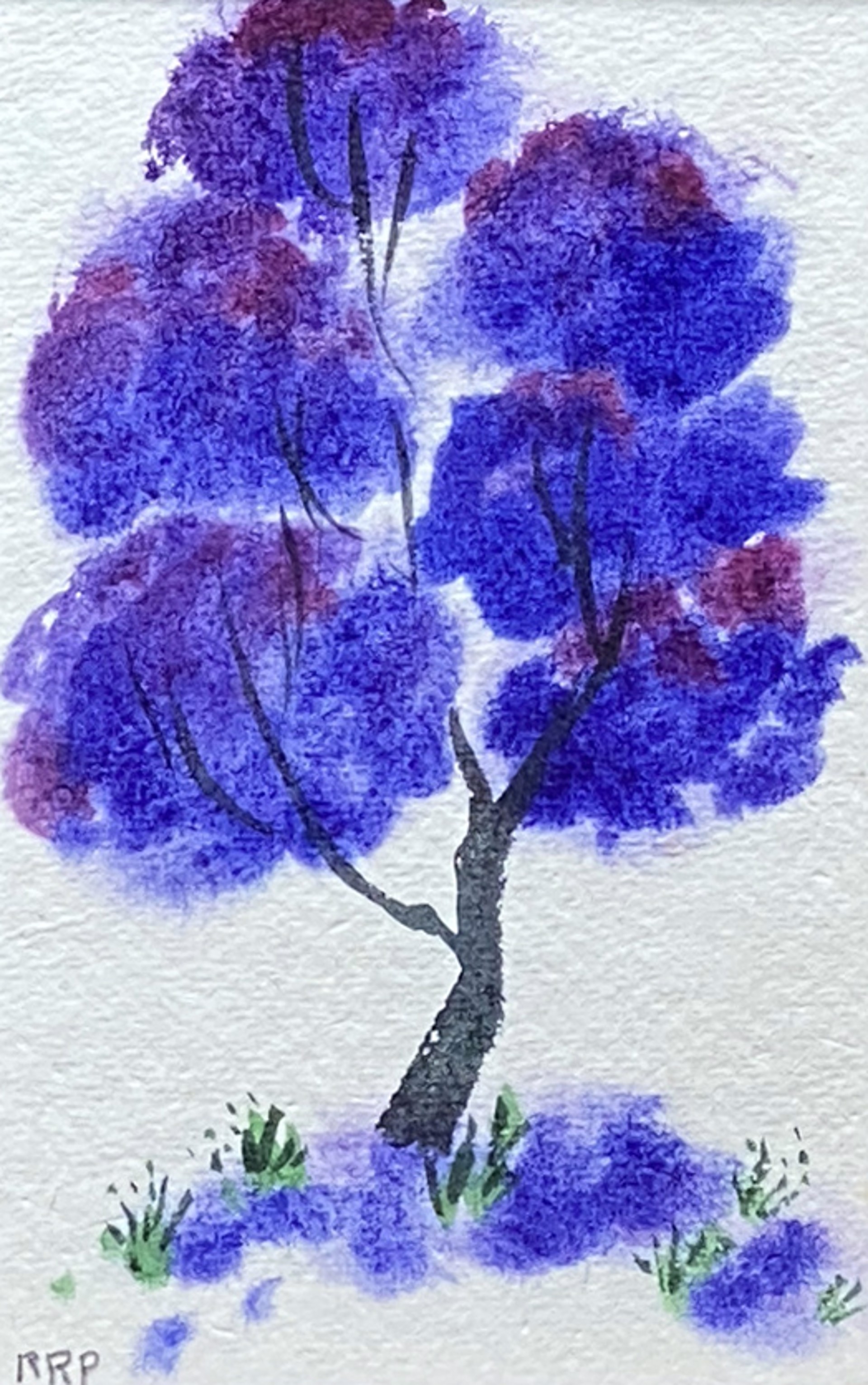 Purple Jacaranda, Hawaiʻi by Rosalie Prussing