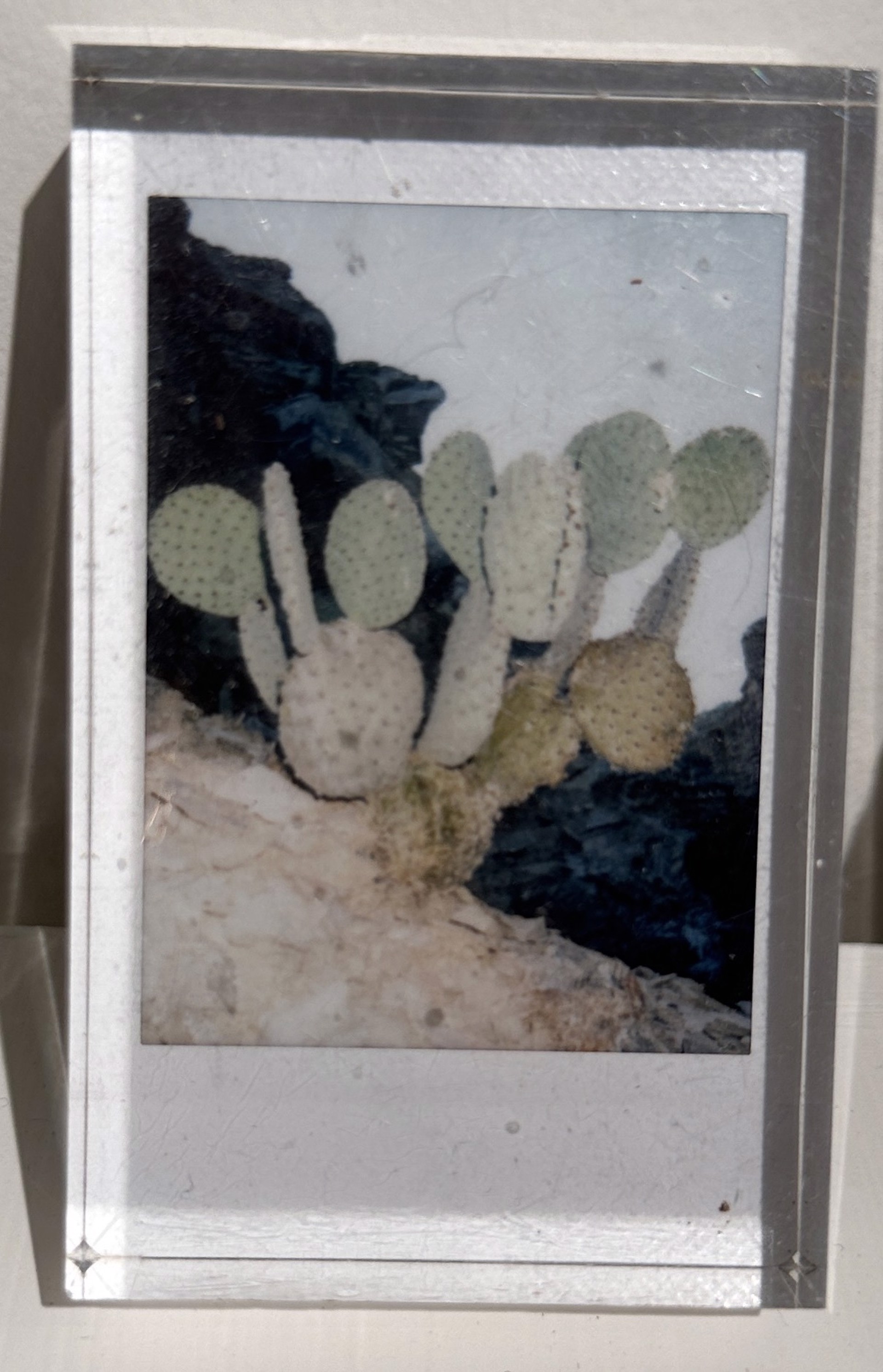 Untitled - Cactus by Jonathan Paul Jackson