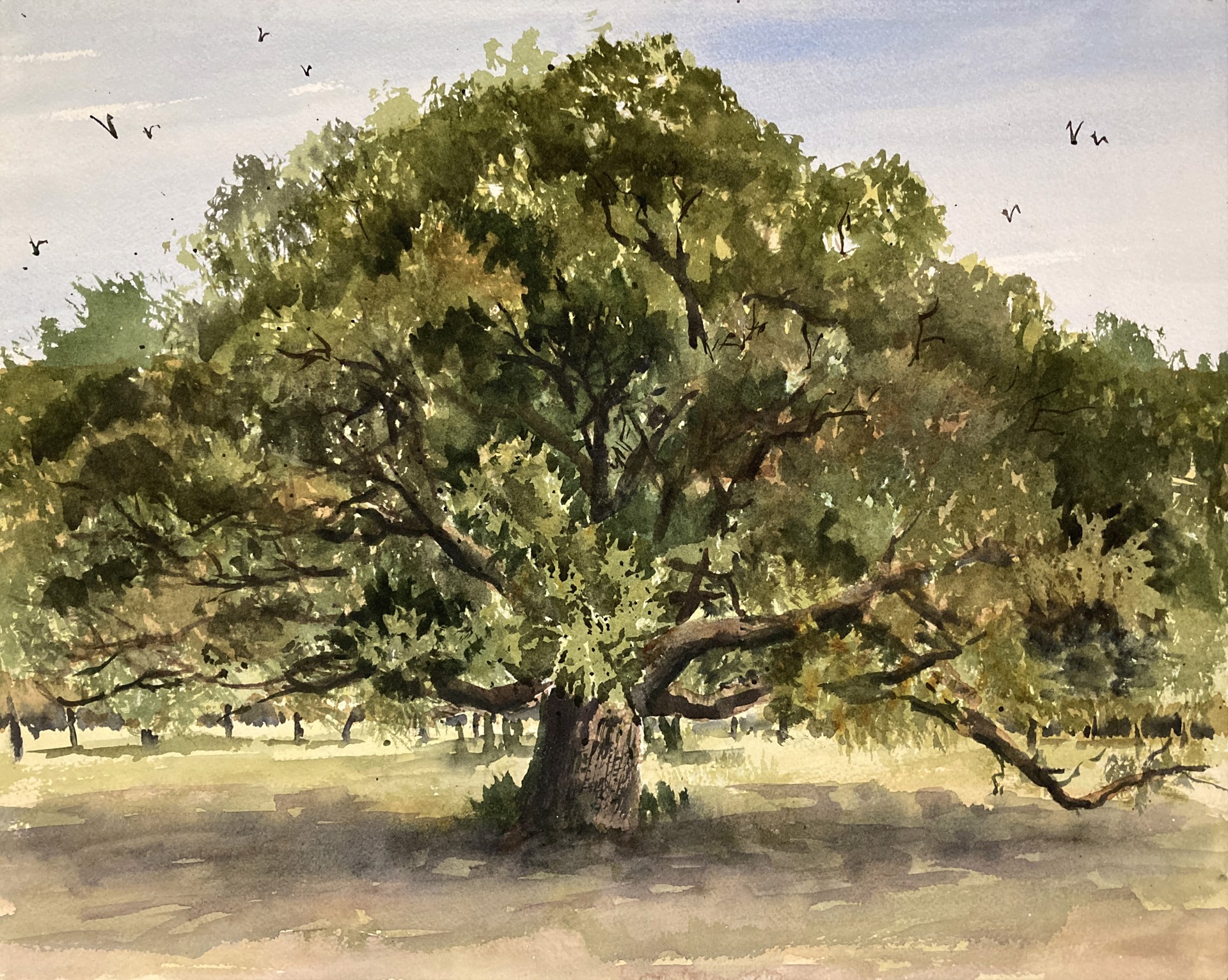 Hideaway Oaks - Oak Tree by Jim Street