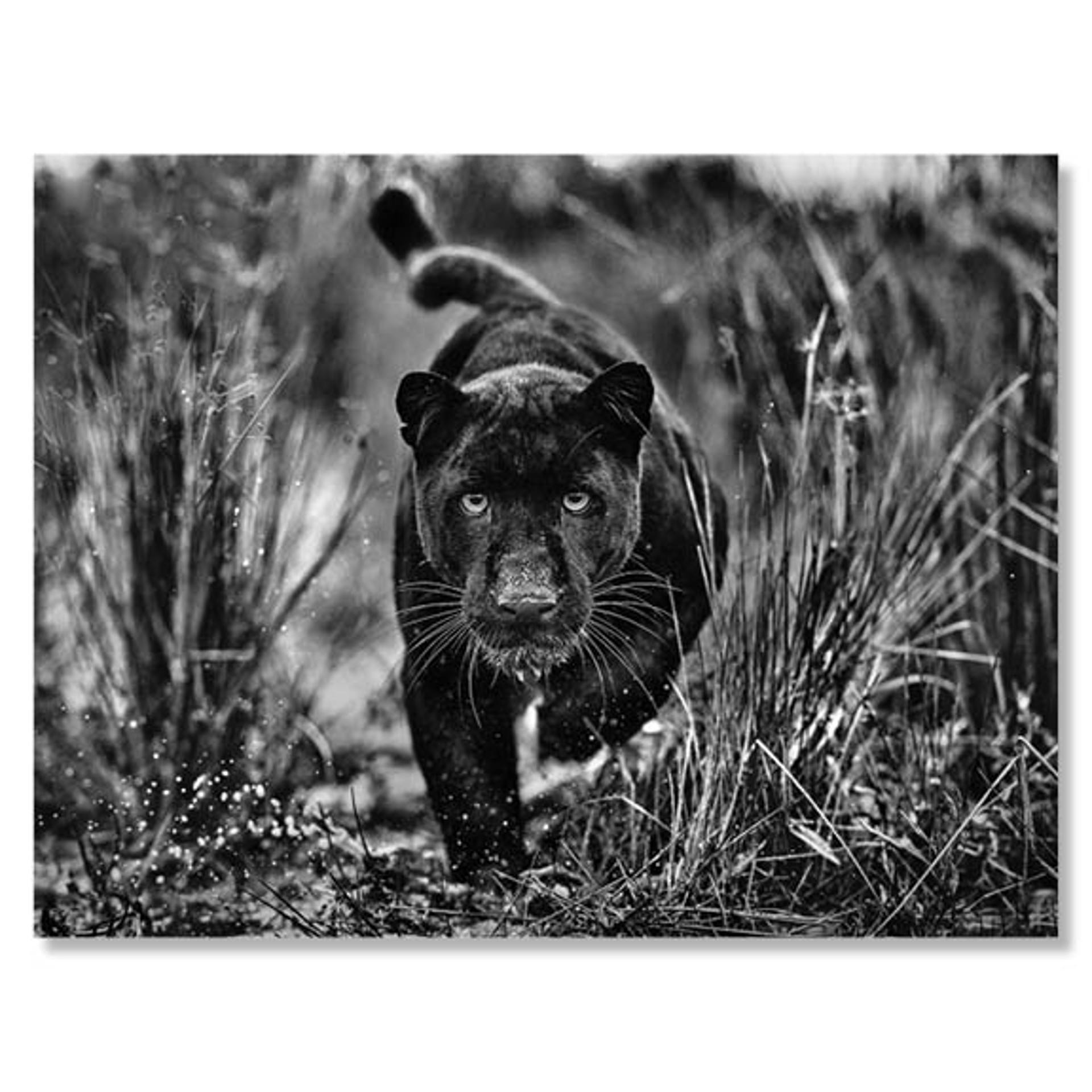 Black Panther Tales by David Yarrow