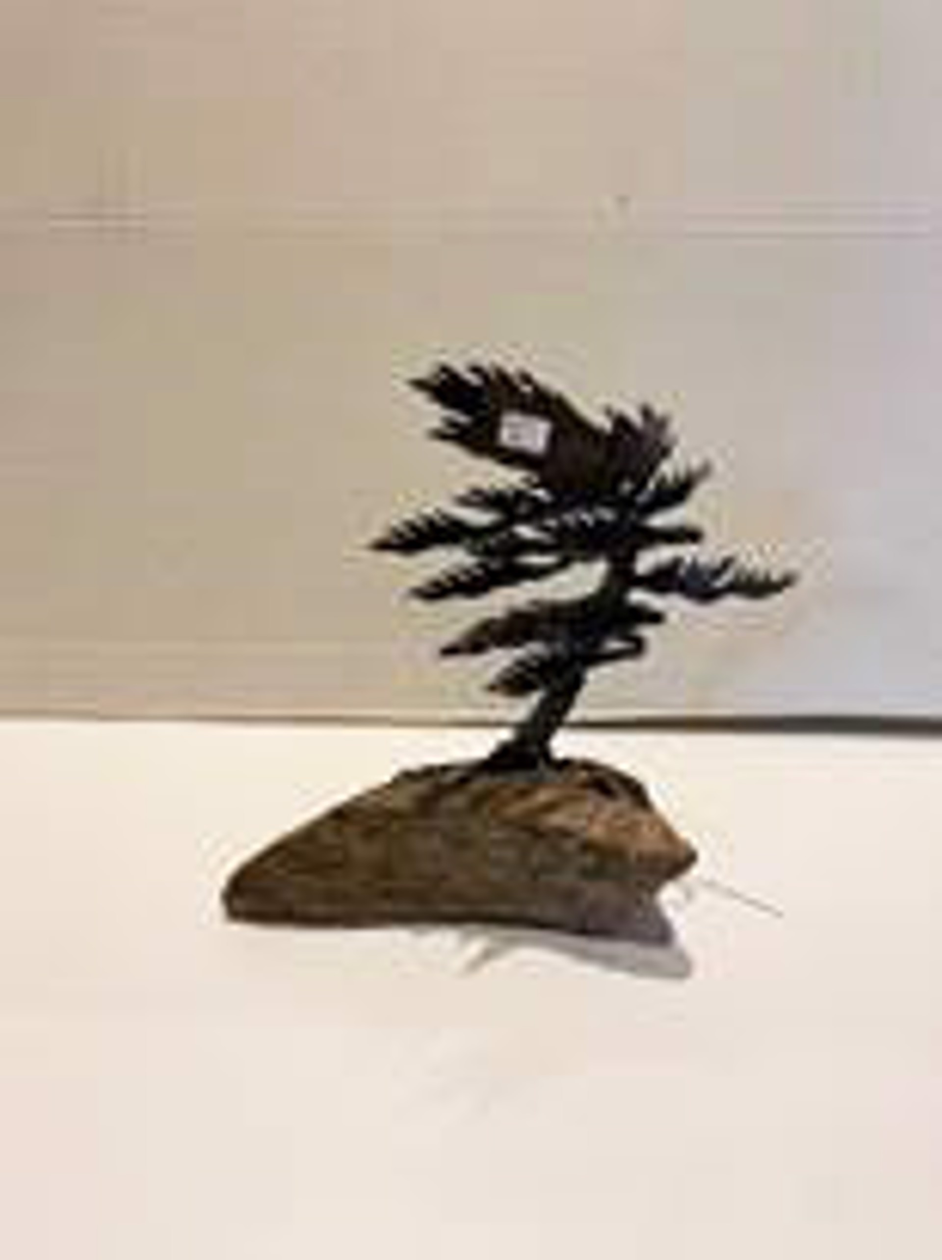 Windswept Pine by Cathy Mark