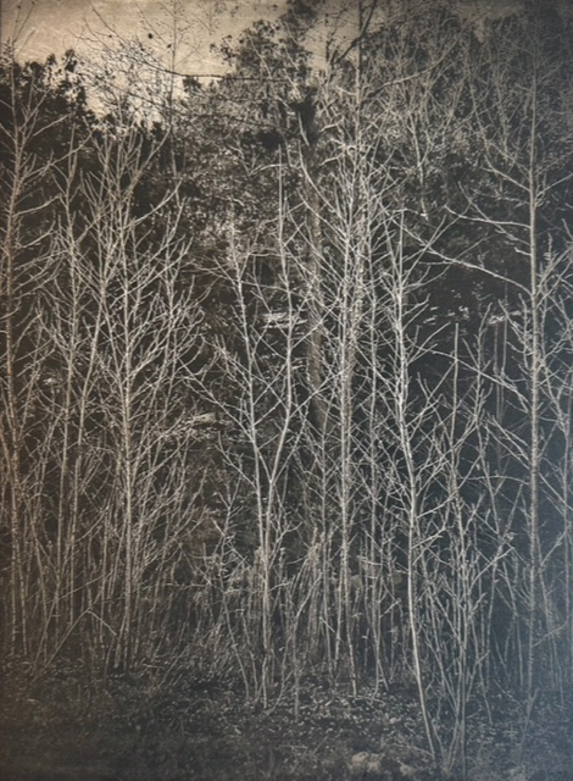 Lange Ravine by Susu Meyer Prints