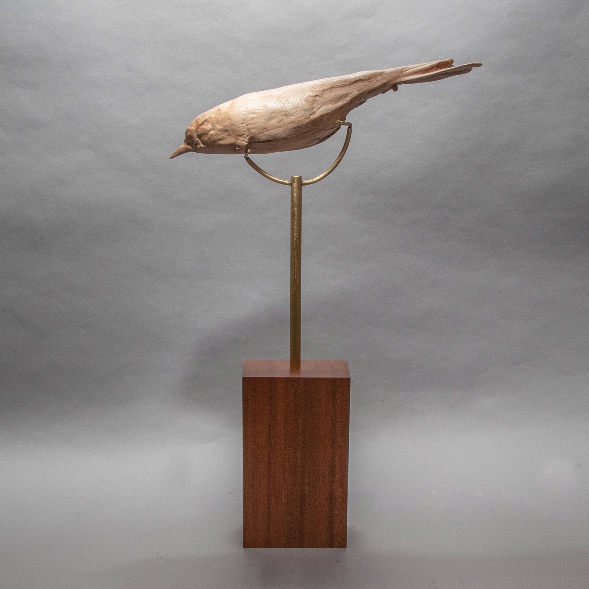 Specimen #13 - Scarlet flycatcher in maple with brass and sipo base by Dana Younger