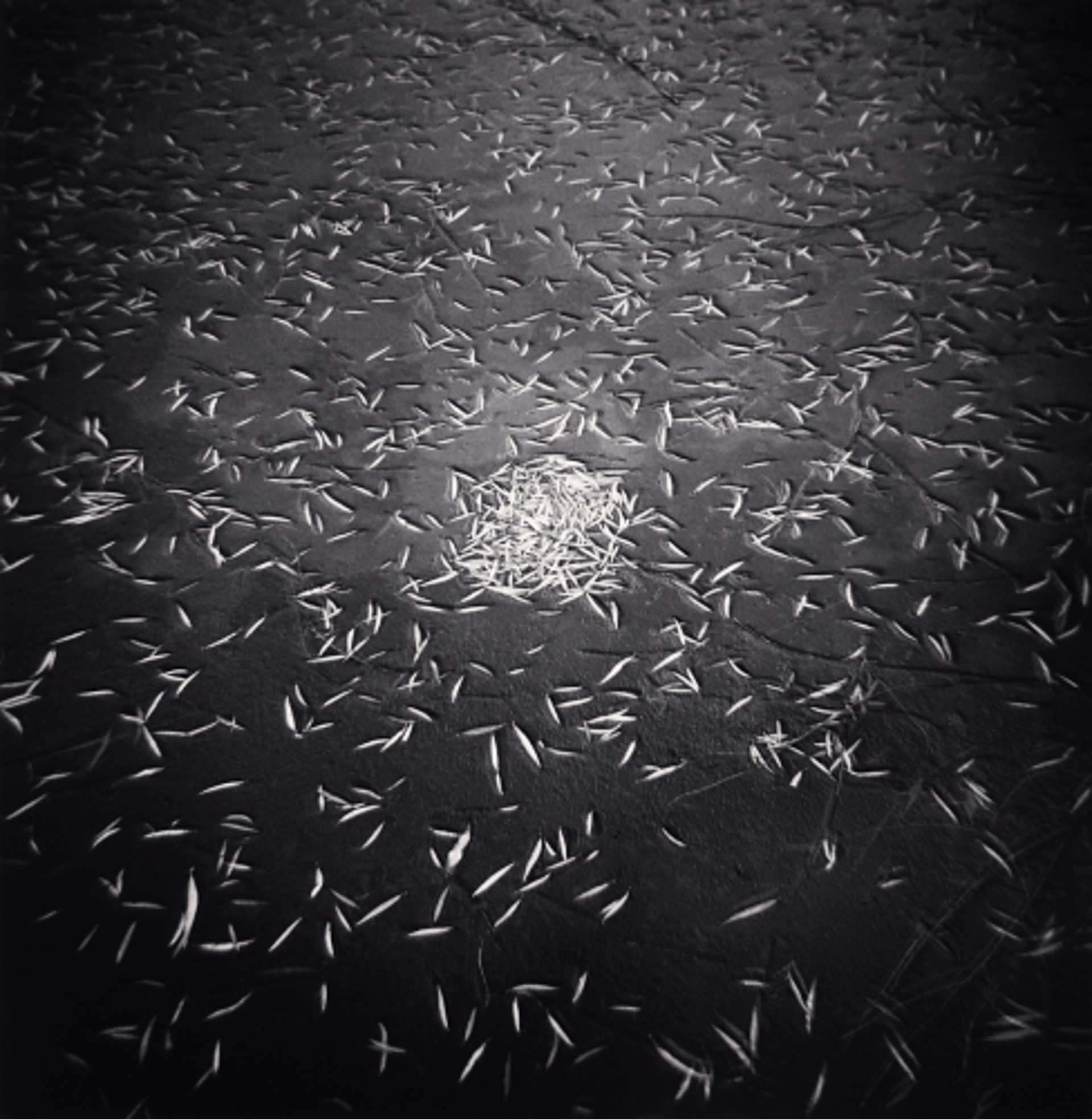 Fallen Leaves, Beijing (edition of 25) by Michael Kenna