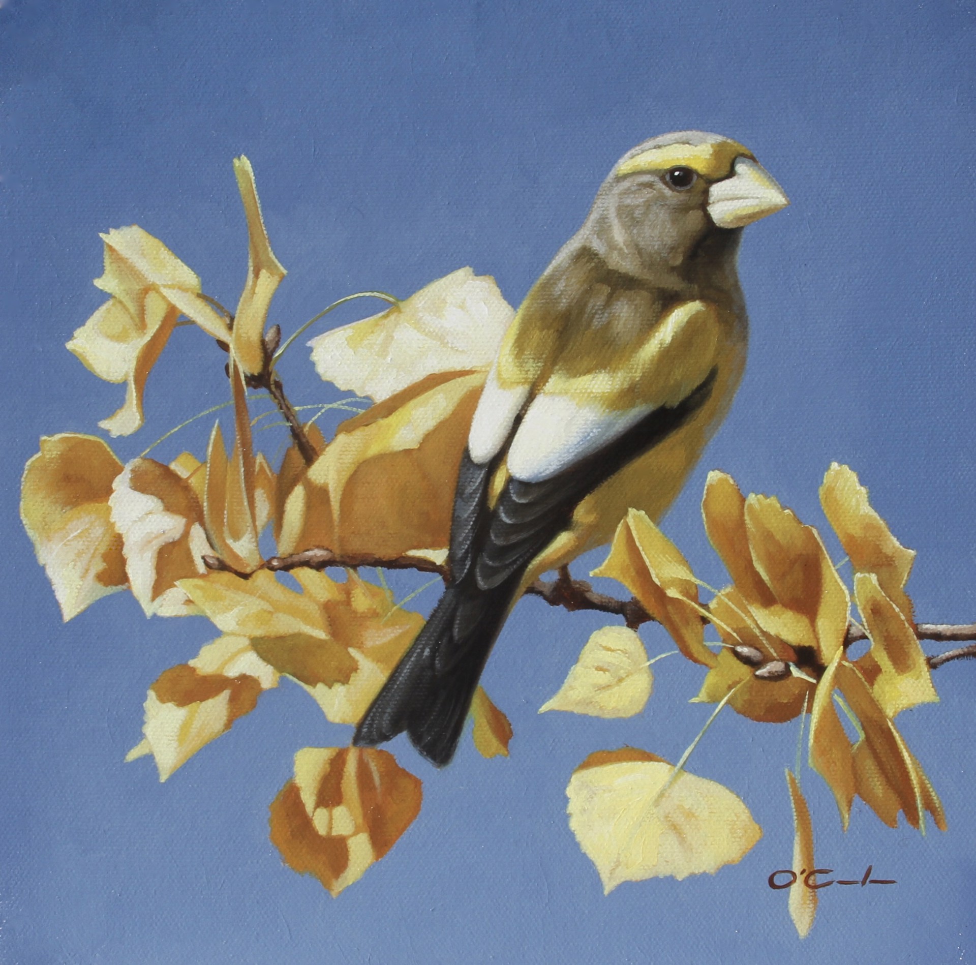 Evening Grosbeak on Cottonwood Leaves by Jennifer O'Cualain