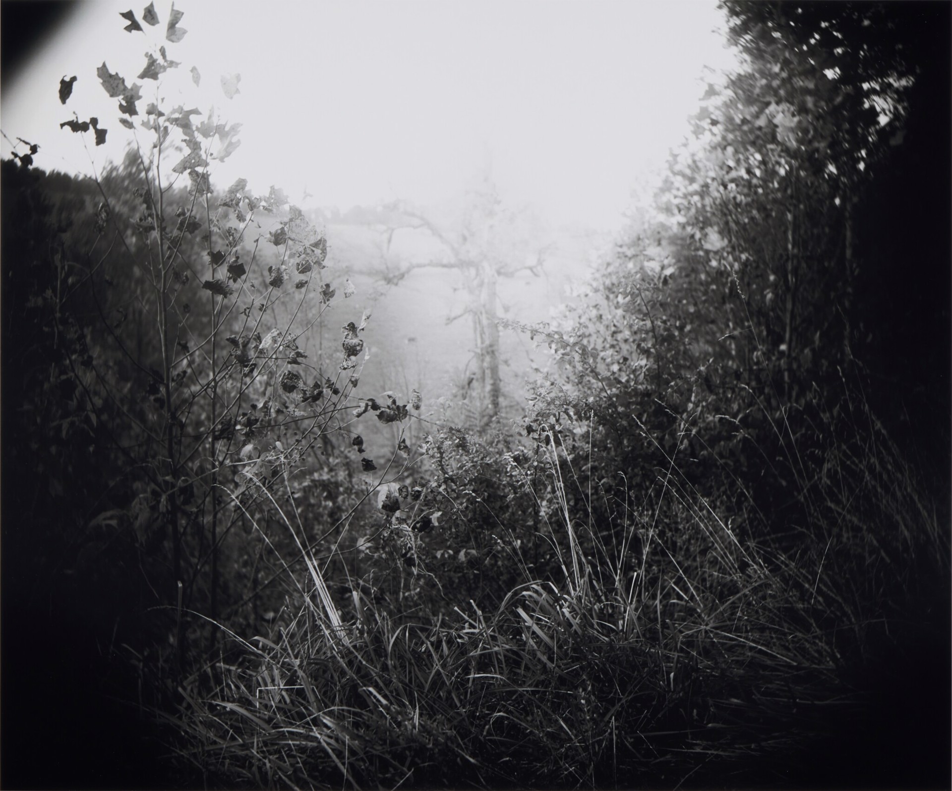 Untitled (from America: Now + Here portfolio) by Sally Mann