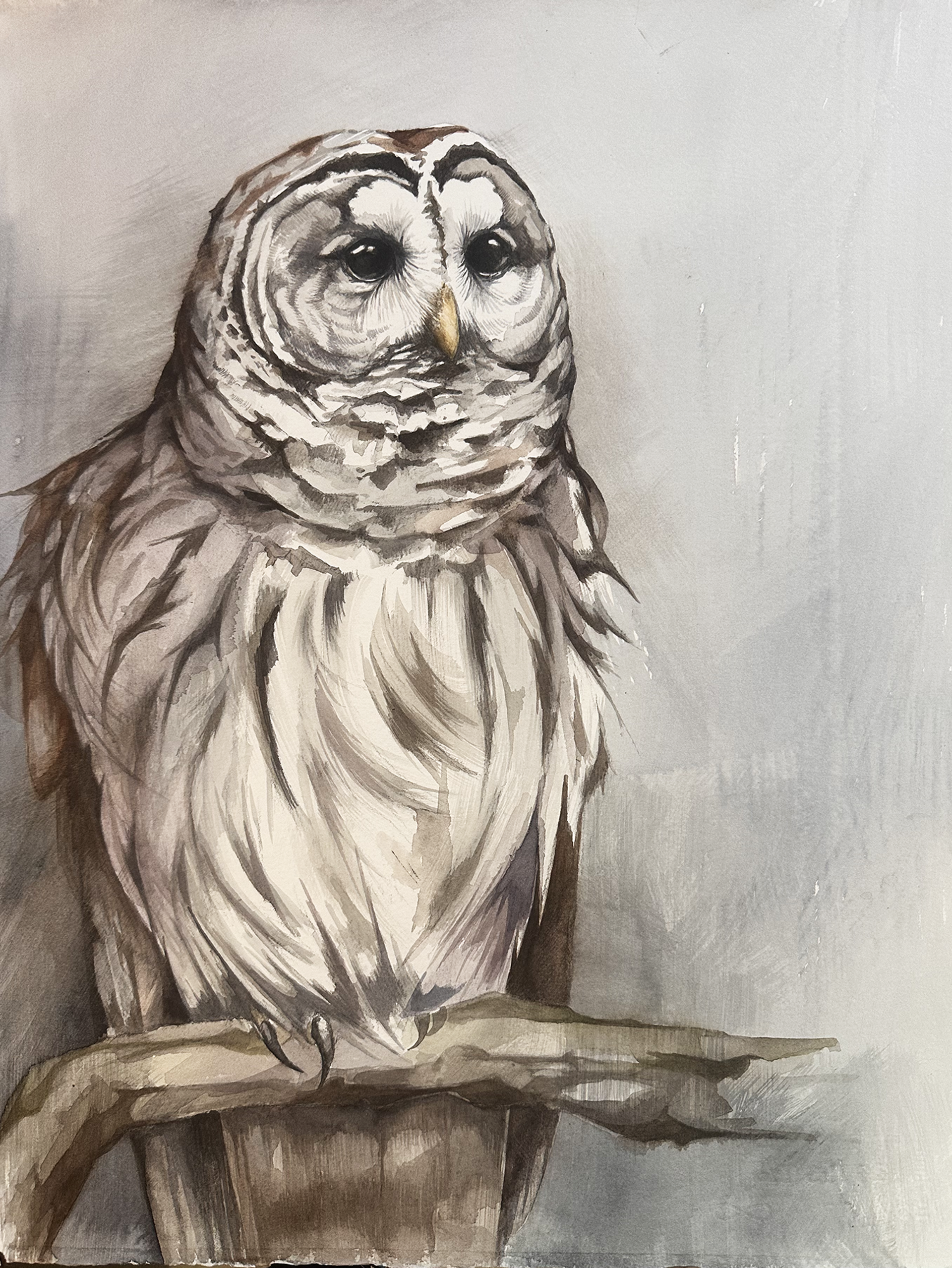 She Spoke With Her Eyes (Barred Owl) by Jennifer Anderson