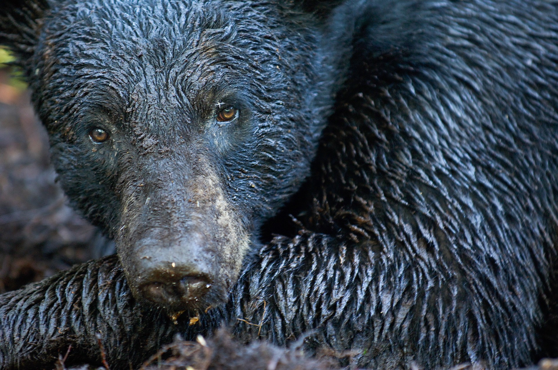 Florida Black Bear by Carlton Ward Photography