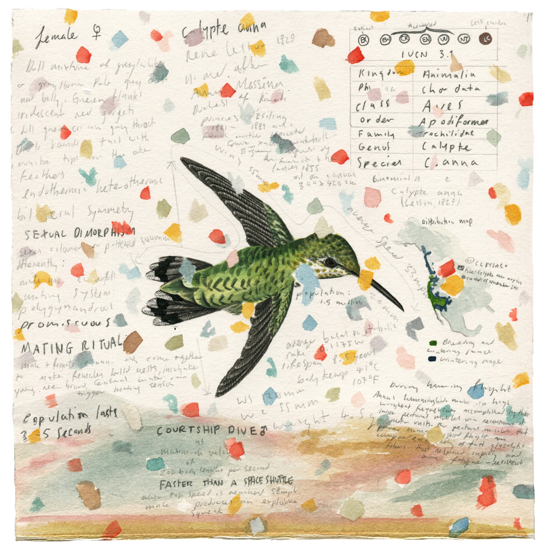 Hummingbird 010 ‘Anna’s’  by Adam Batchelor