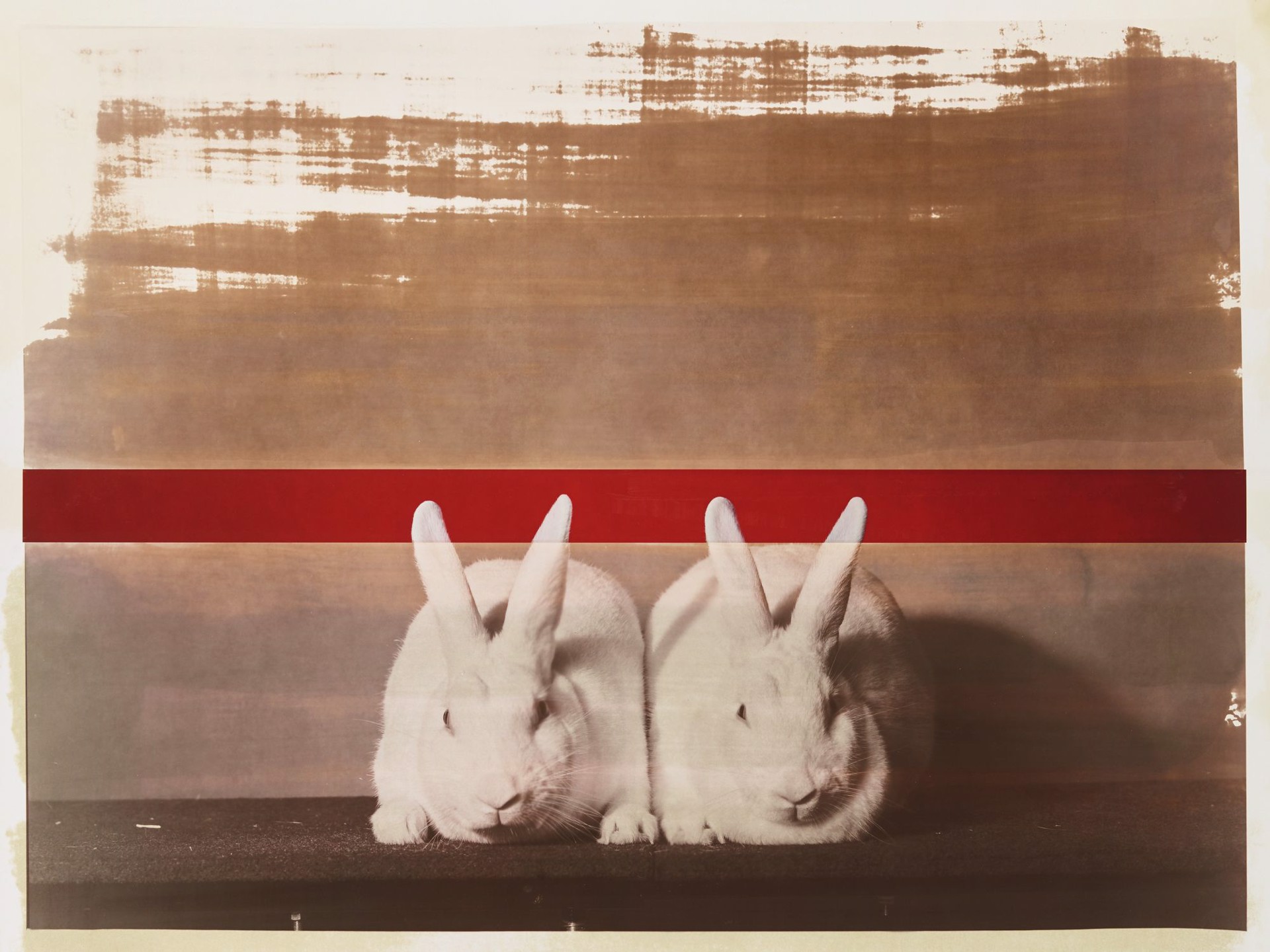 Supreme Champion Rabbit Matching Male and Female Pair, 4/5 by R. J. Kern