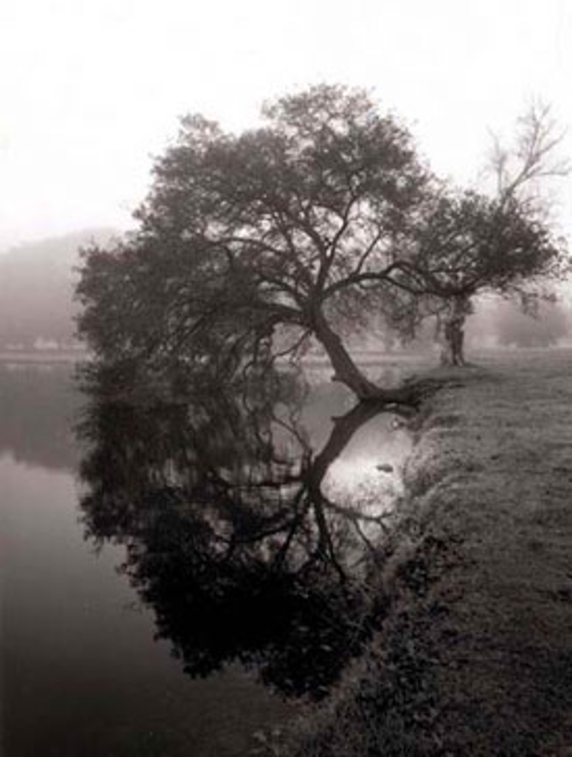 Leaning Oak by William Guion