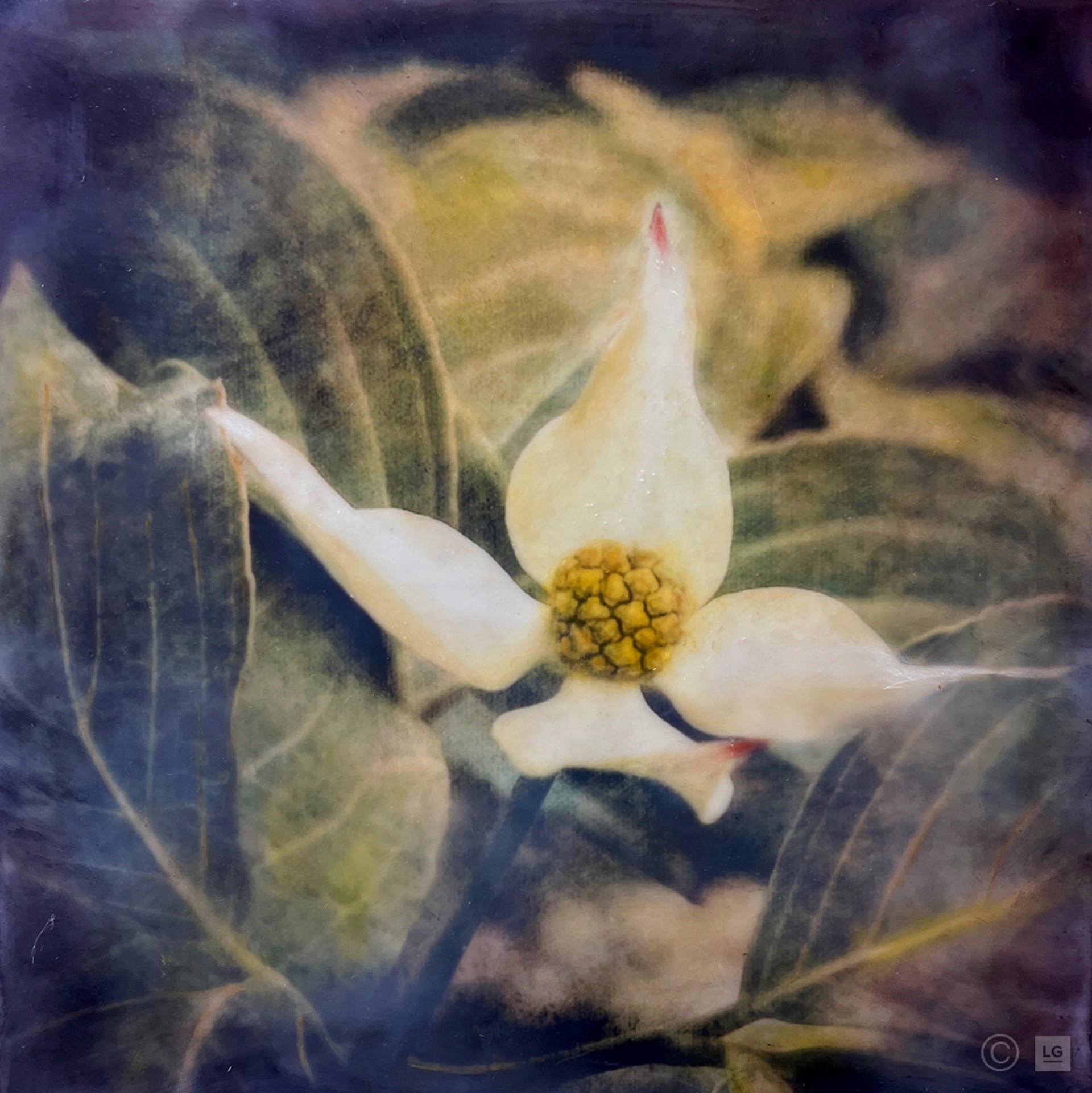 Dogwood by Laurie Pruitt