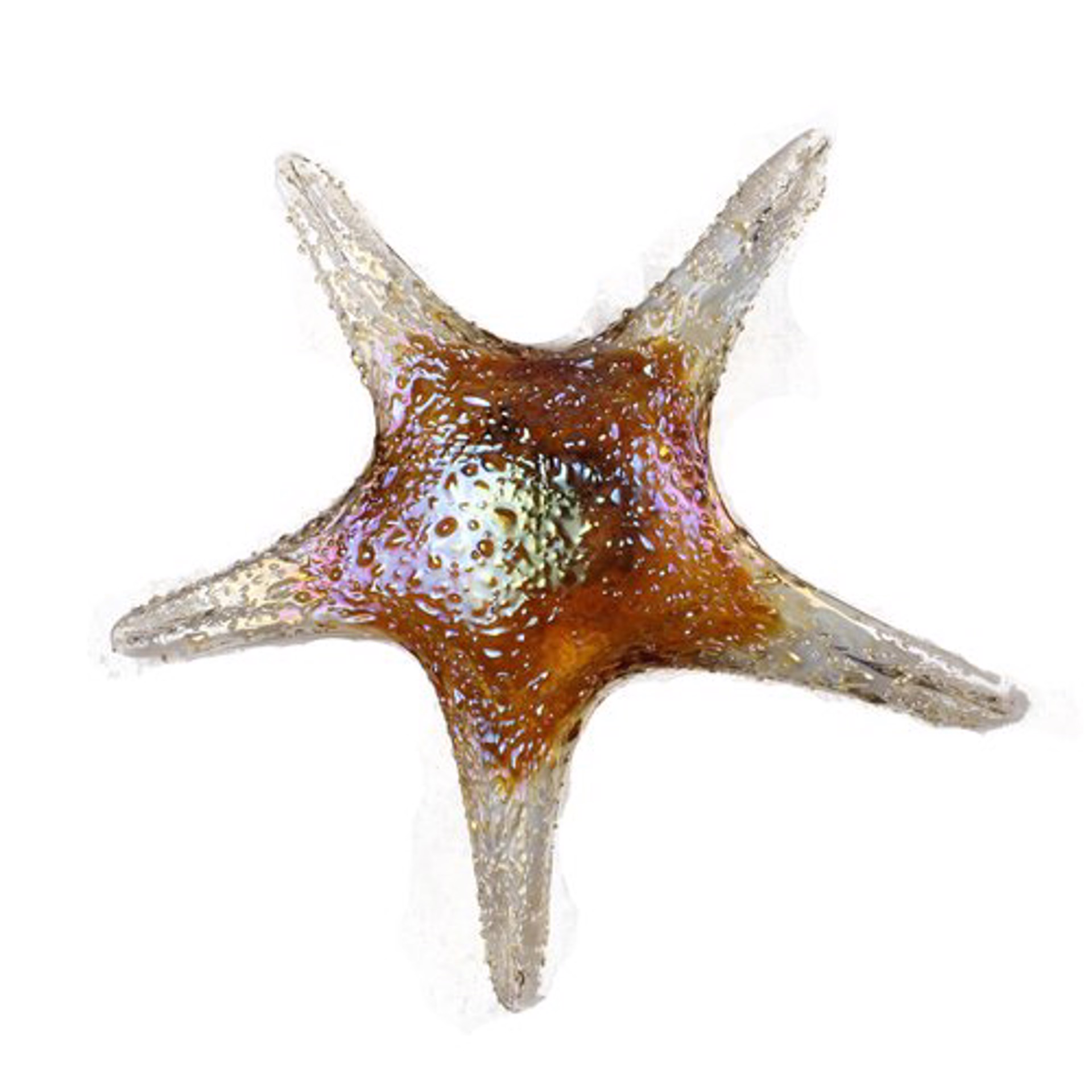 Small Amber Starfish - 7842SIR by V Handblown Glass