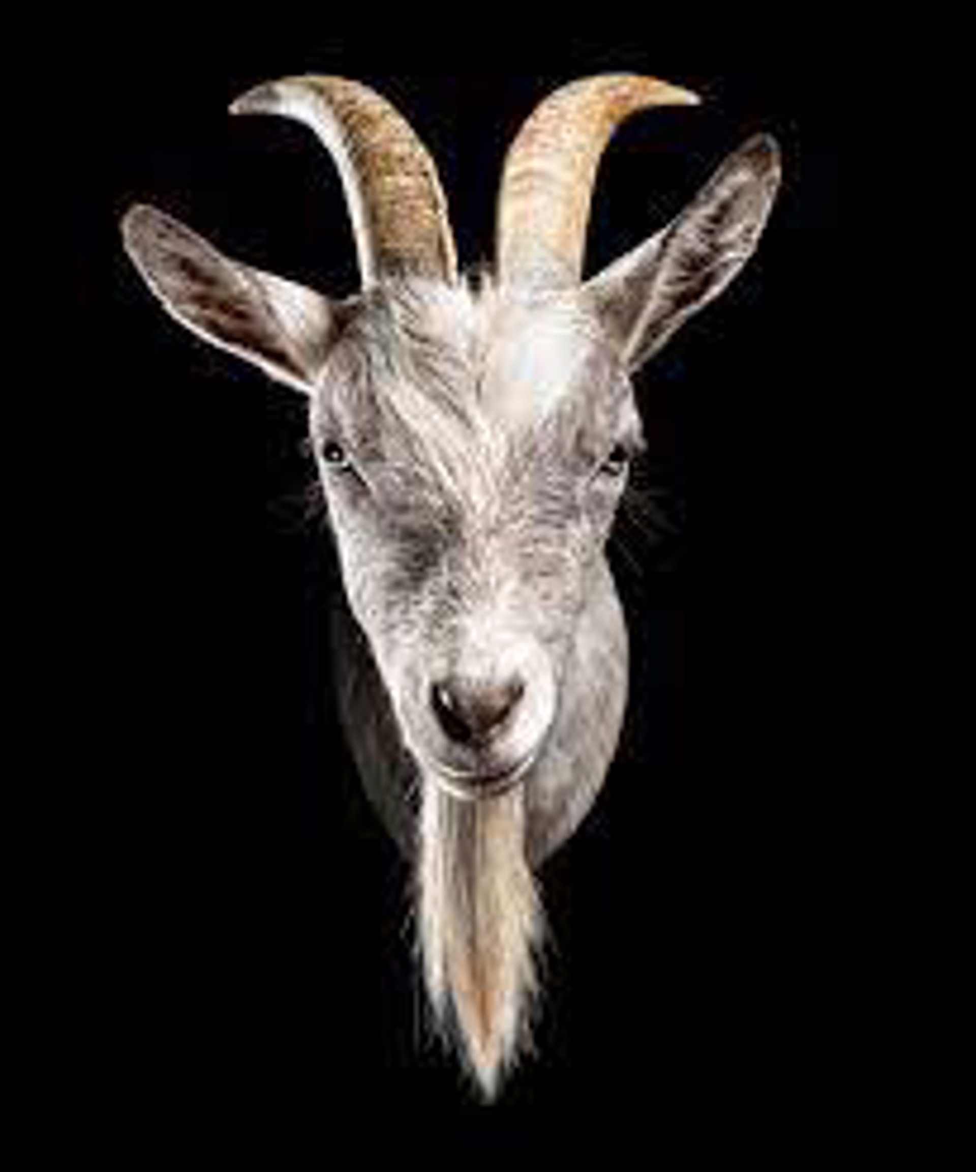 Bubba Billy ZZ Top, Nigerian Dwarf Goat by Evan Kafka