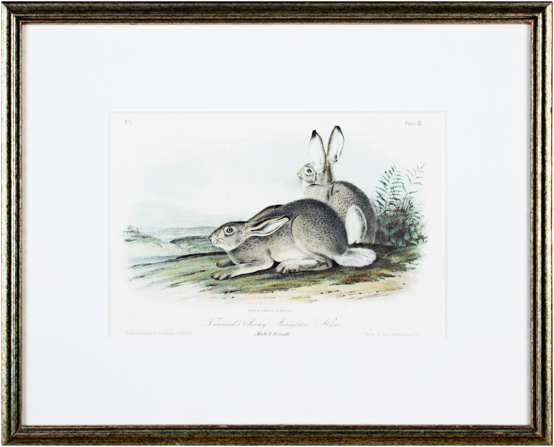 Townsend's Rocky Mountain Hare by John James Audubon