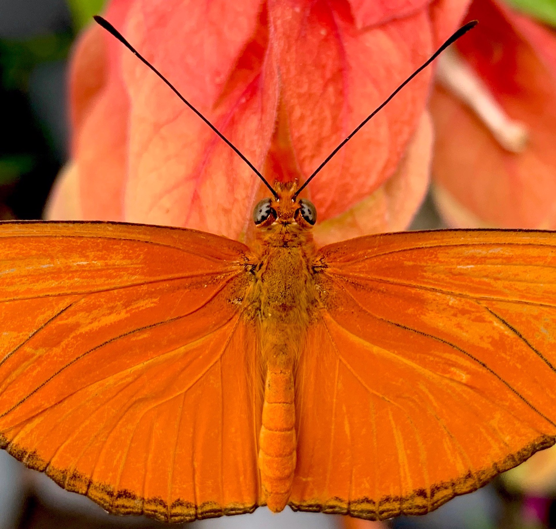 Open Julia Heliconian Butterfly (Dryas Iulia) by Amy Kaslow