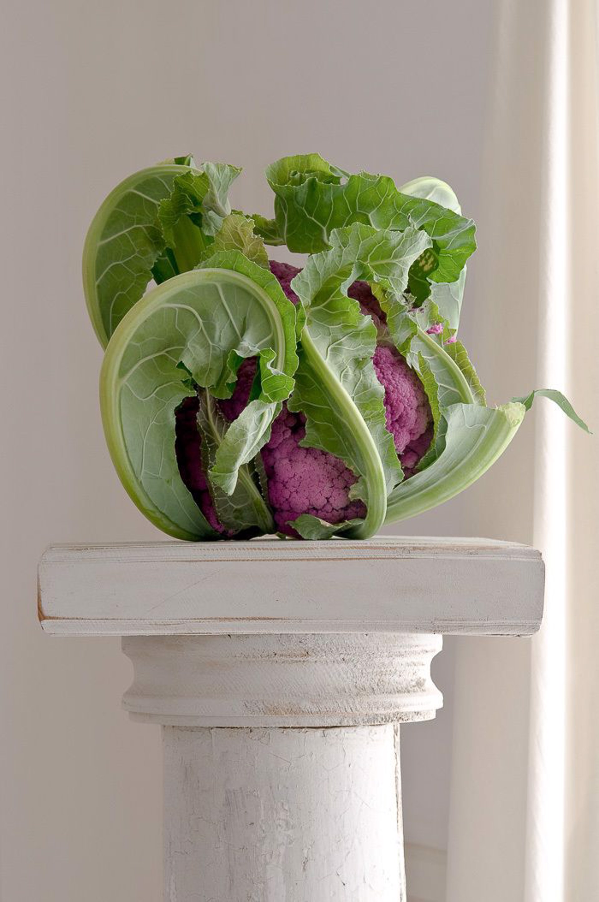 Purple Cauliflower by Lynn Karlin
