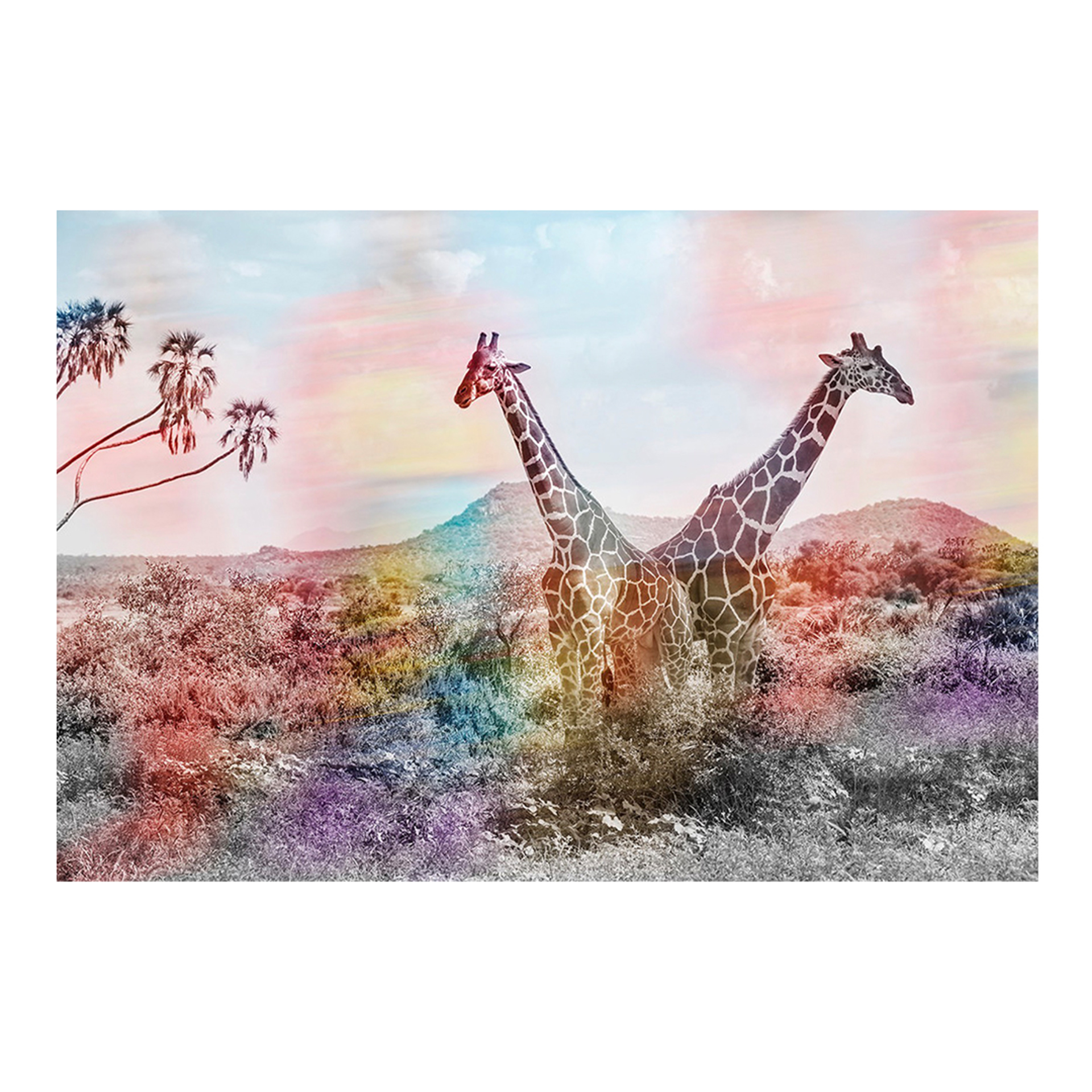 Giraffe Rainbow #1 by Arno Elias