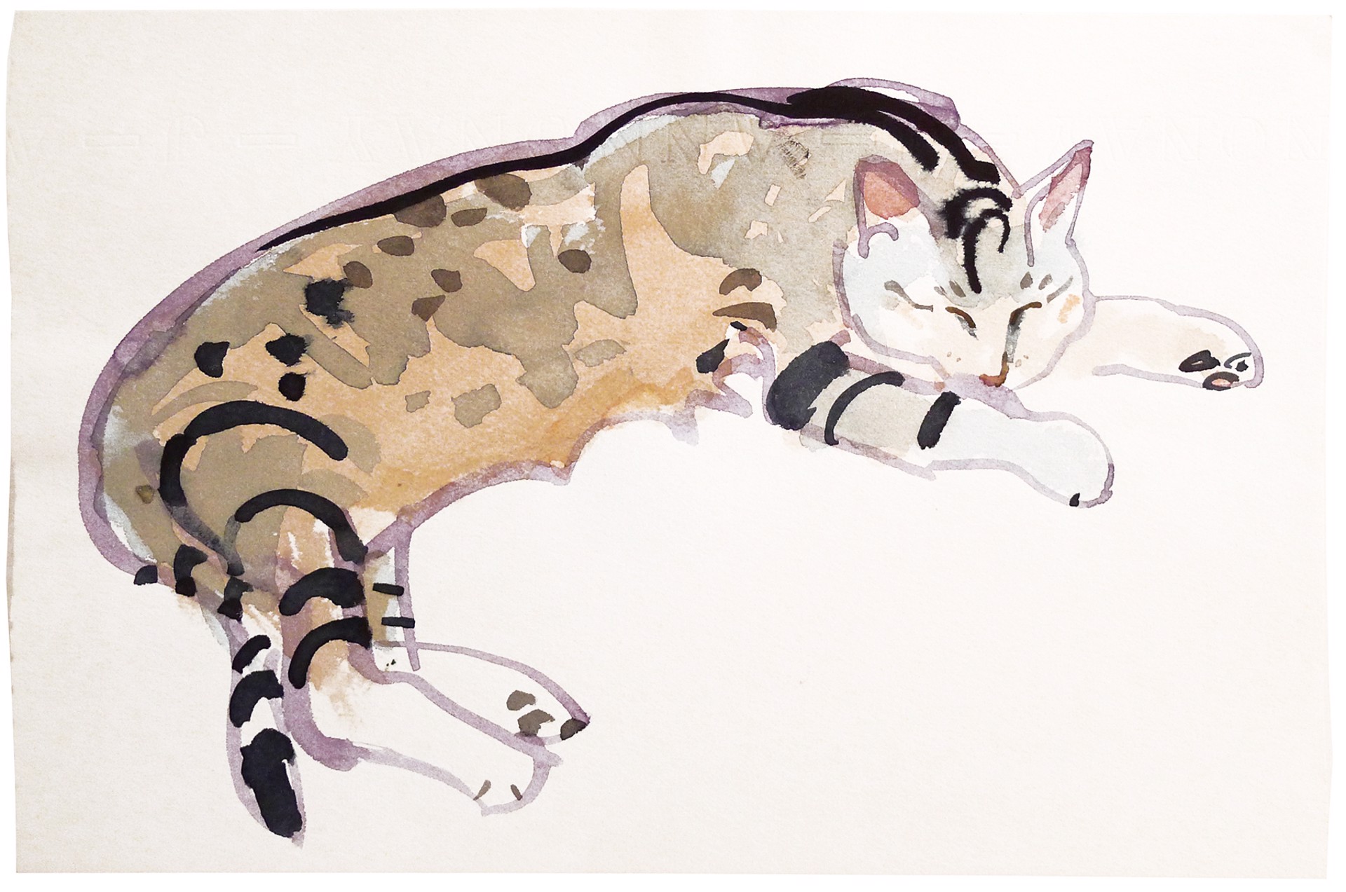 Untitled - Sleeping Cat by Sheila Gardner