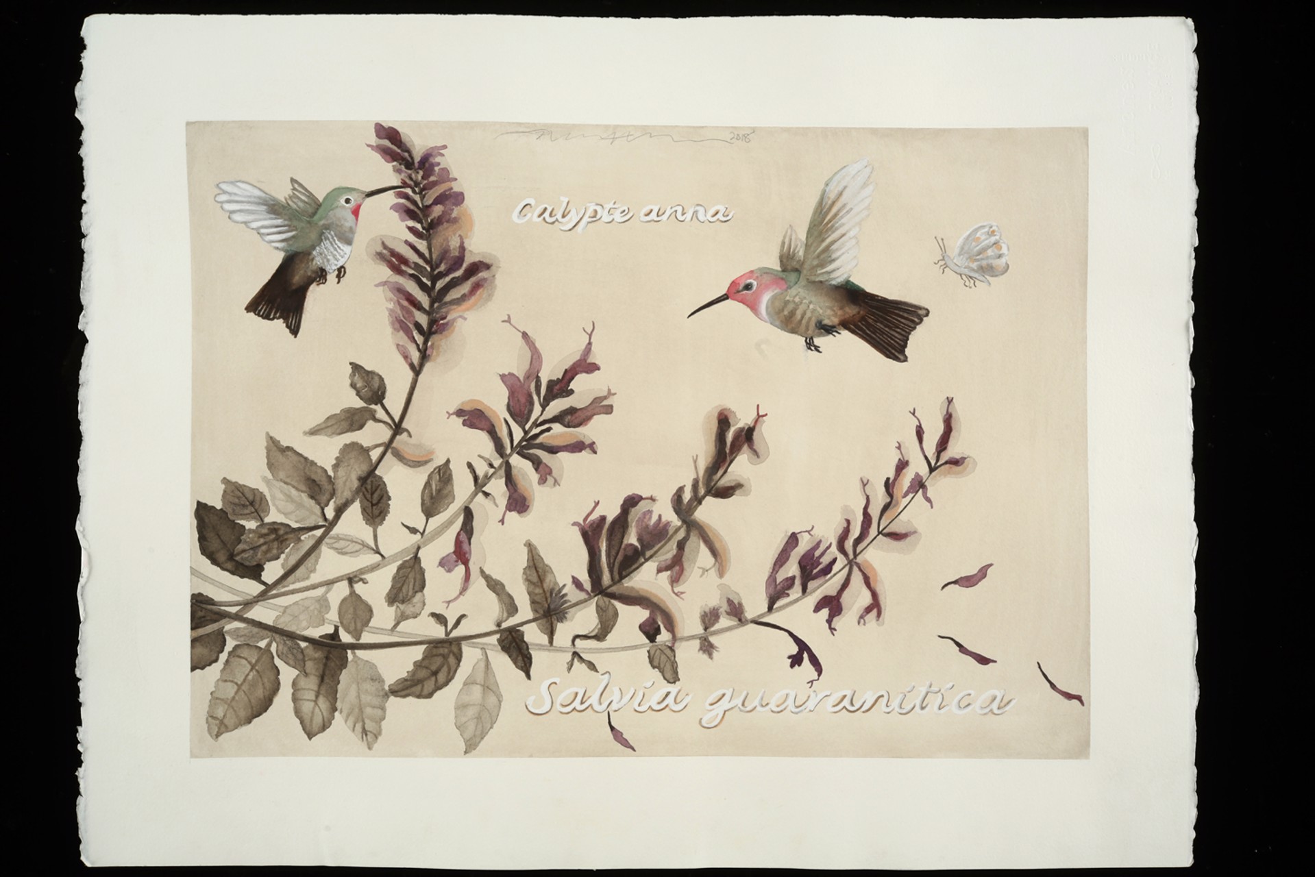 Hummingbirds and Salvia, Lafayette Park by Adrienne Sherman