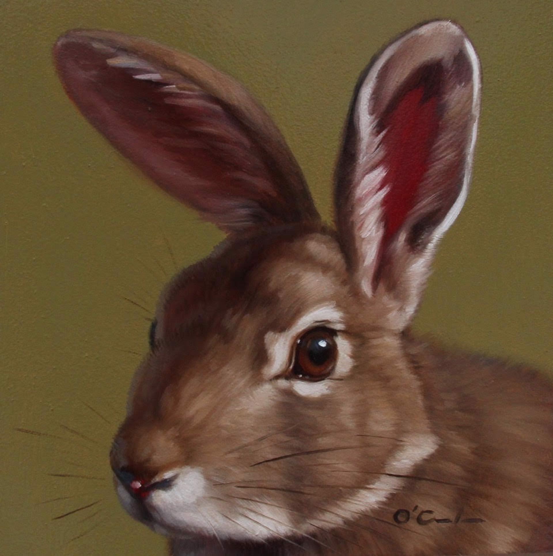 Cottontail On Green by Jennifer O'Cualain