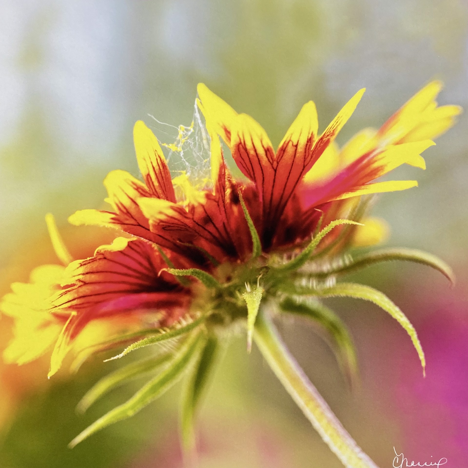 Wild Thing (Yellow Orange Wildflower) by Cathy Manning