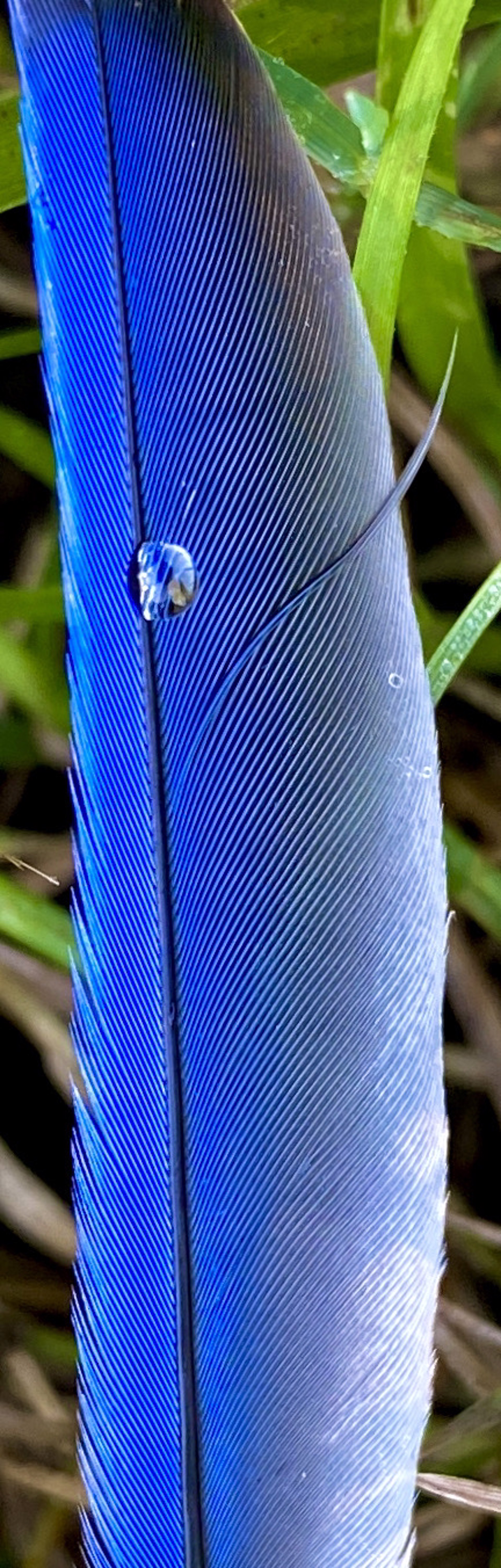 Bluebird Feather with Raindrop by Amy Kaslow