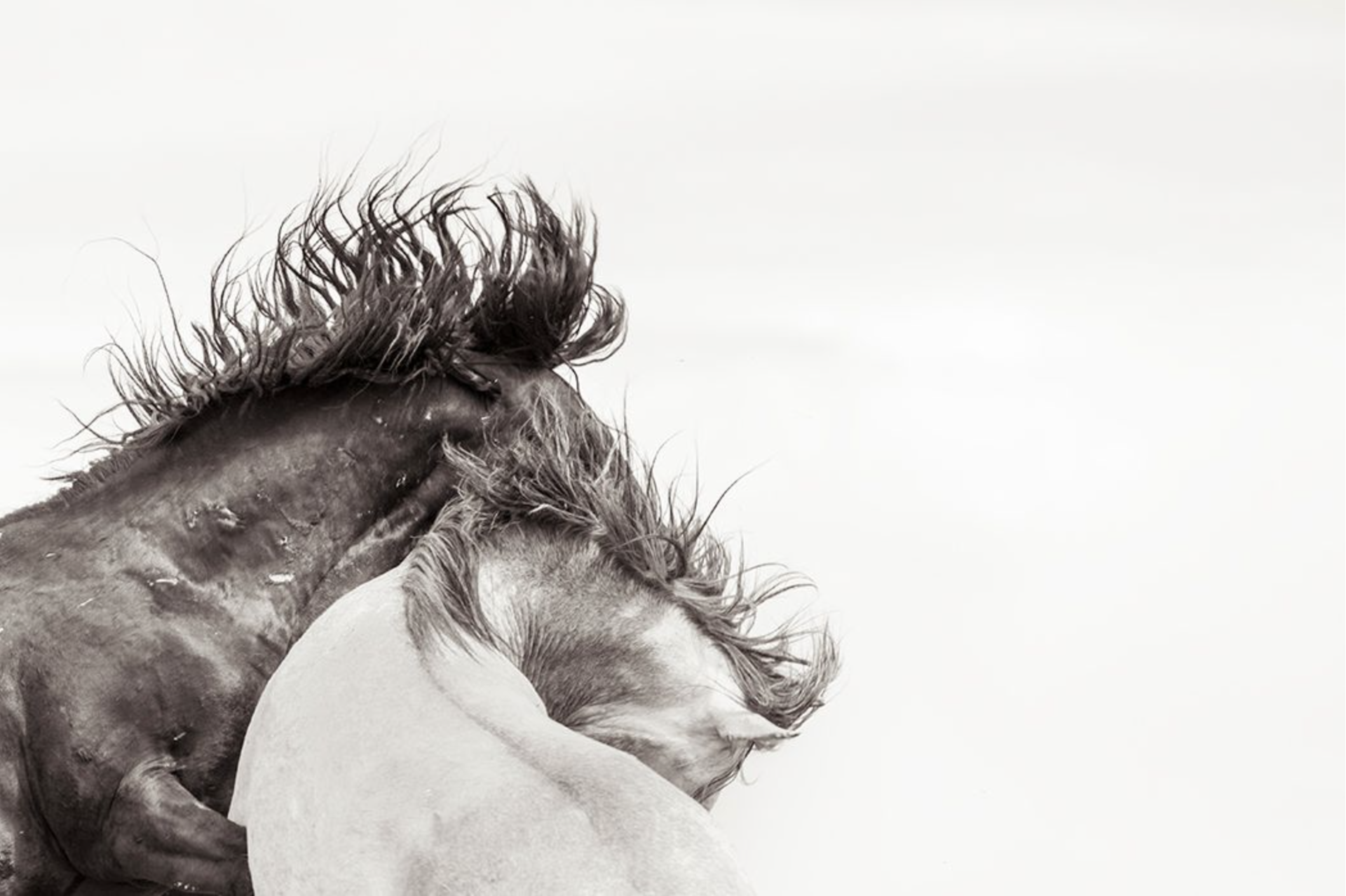 Horse Power by Kimerlee Curyl