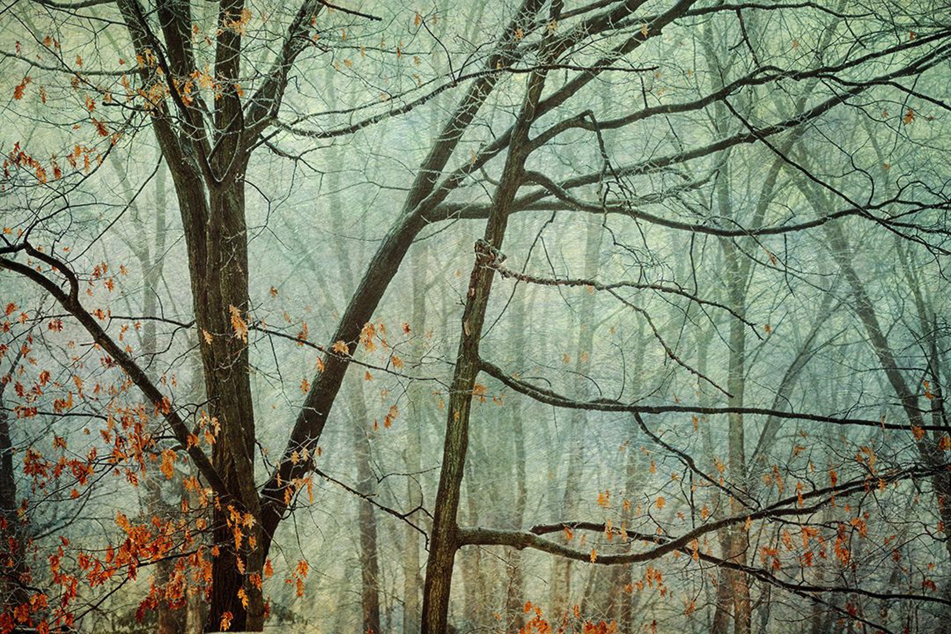 Freezing Rain in the Woodland by Jim Sincock
