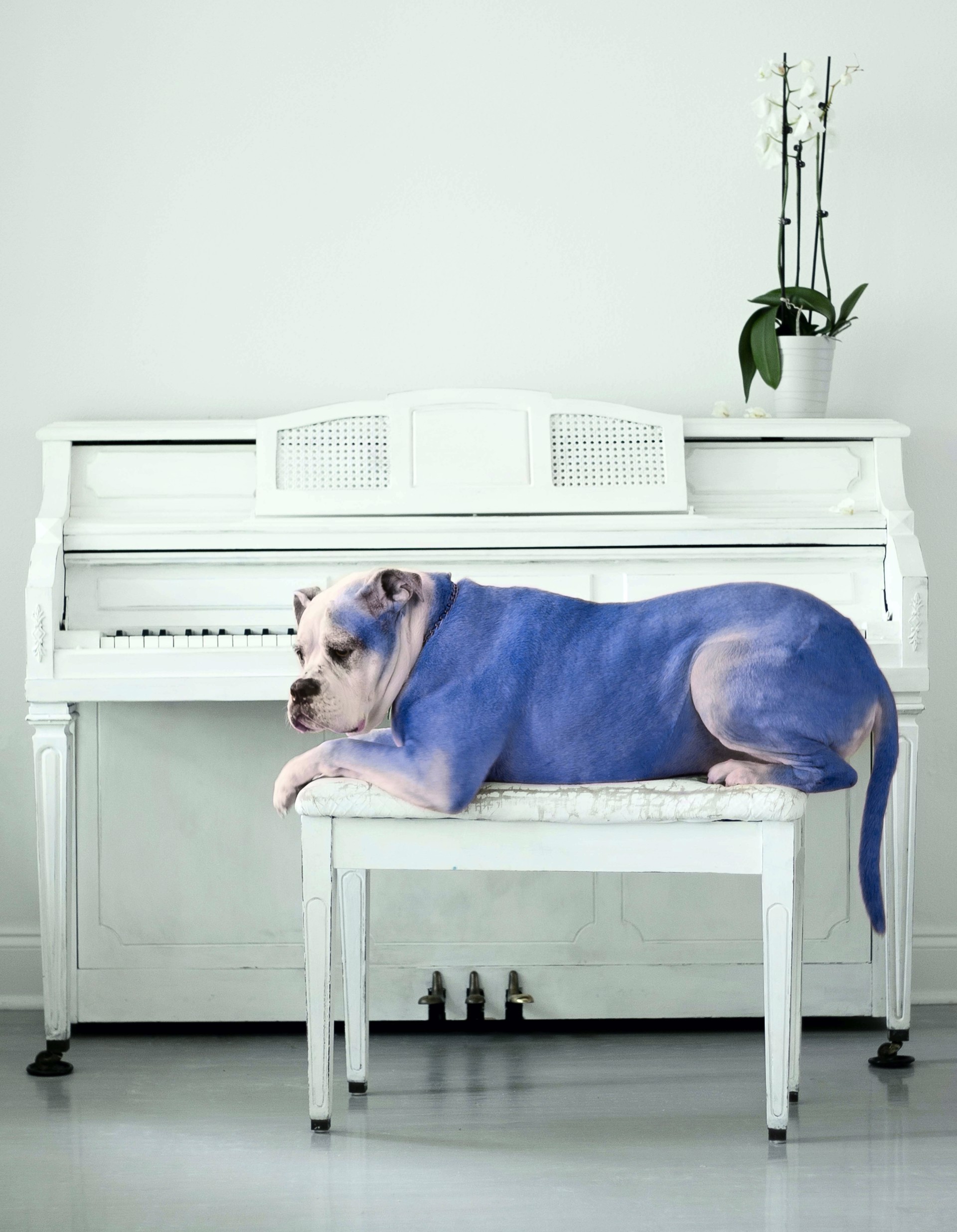 Blue Dog by Joel Dubroc