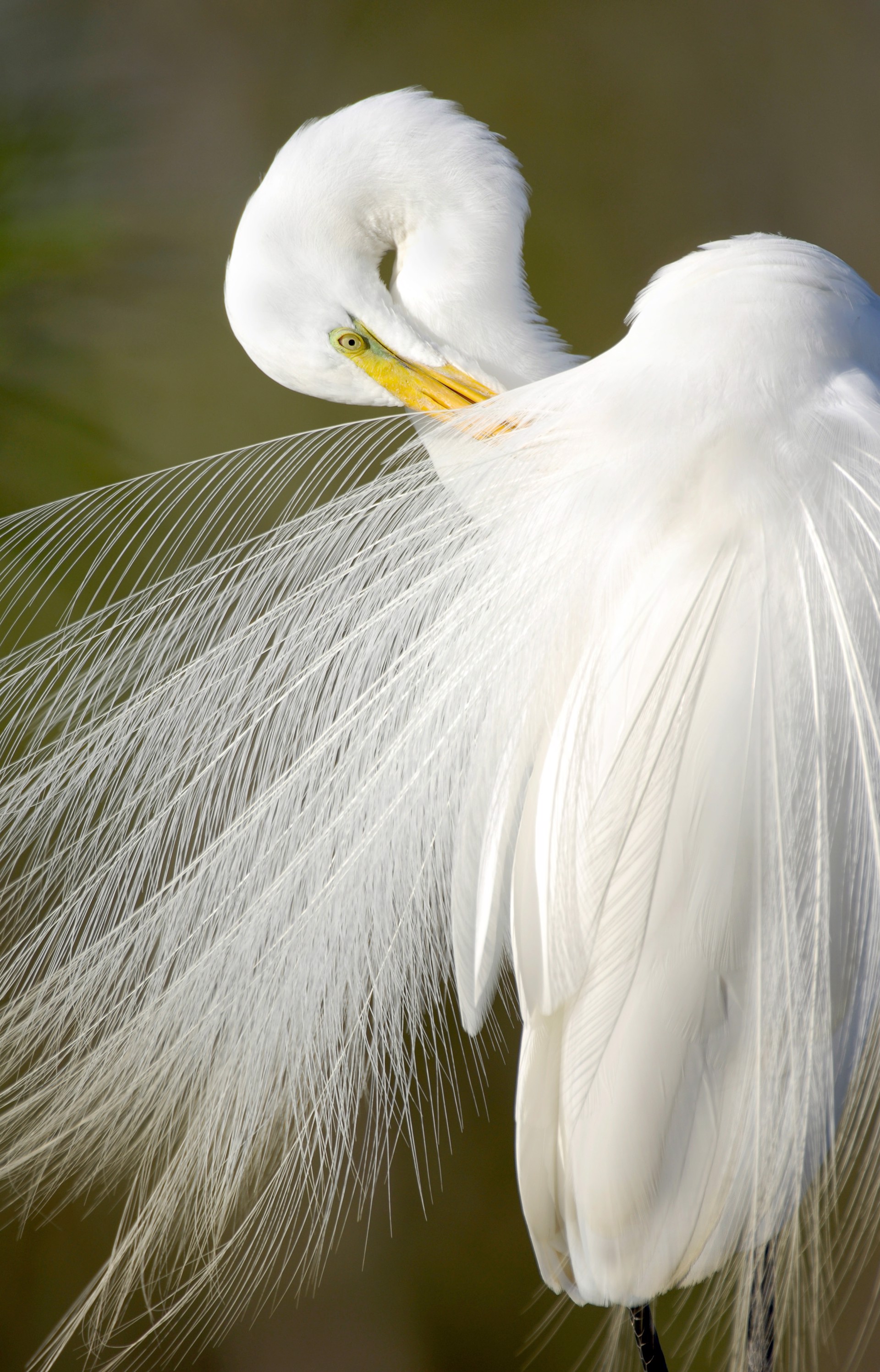 Everglades Egret by Carlton Ward Photography