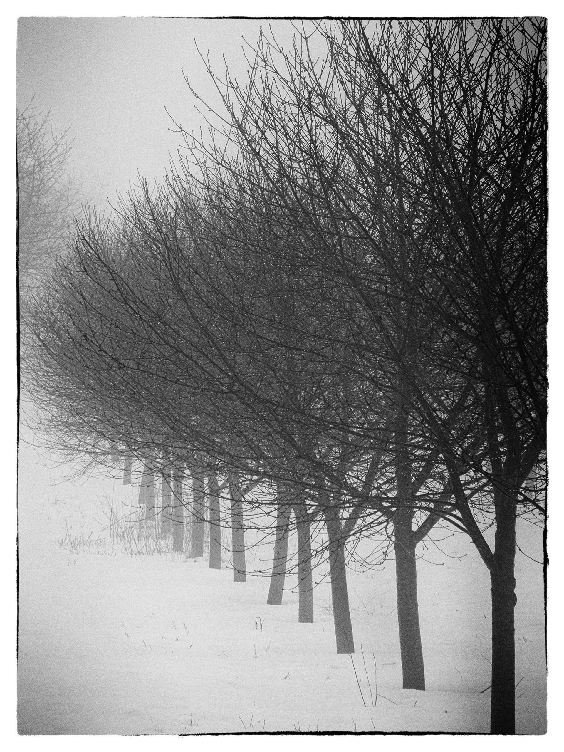 Foggy Orchard II by Arlene Stanger